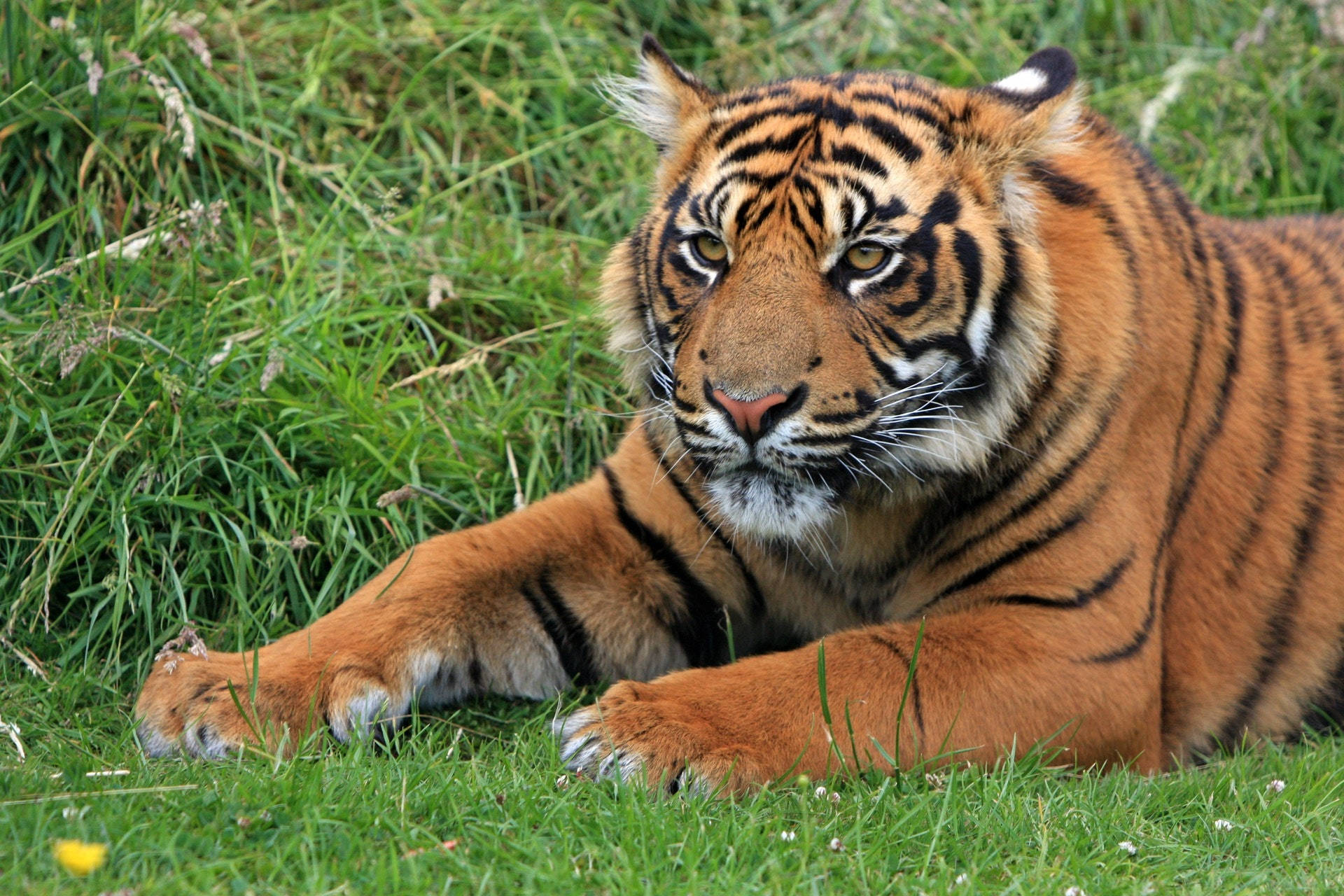 tigers 桌布 壁紙 — 一隻威嚴的老虎在鮮綠的草地上警覺地休息，強烈的金色眼睛凝視前方。