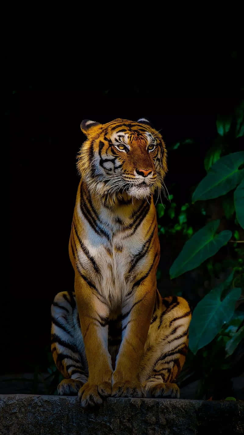 Bengal Tiger 桌布 壁紙 — 一隻威嚴的老虎坐在石架上，背景黑暗，背後有茂密的綠色樹葉柔和發光。