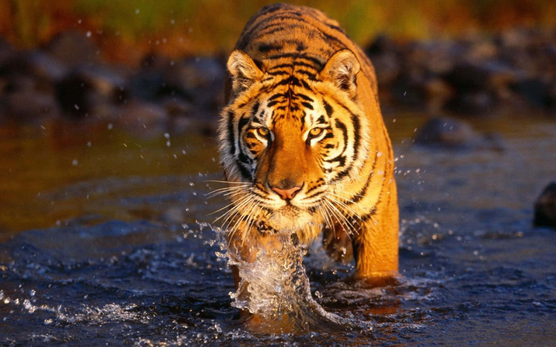 Bengal Tiger 桌布 壁紙 — 一隻威嚴的老虎強而有力地走過淺水，在牠銳利的目光周圍濺起水花。