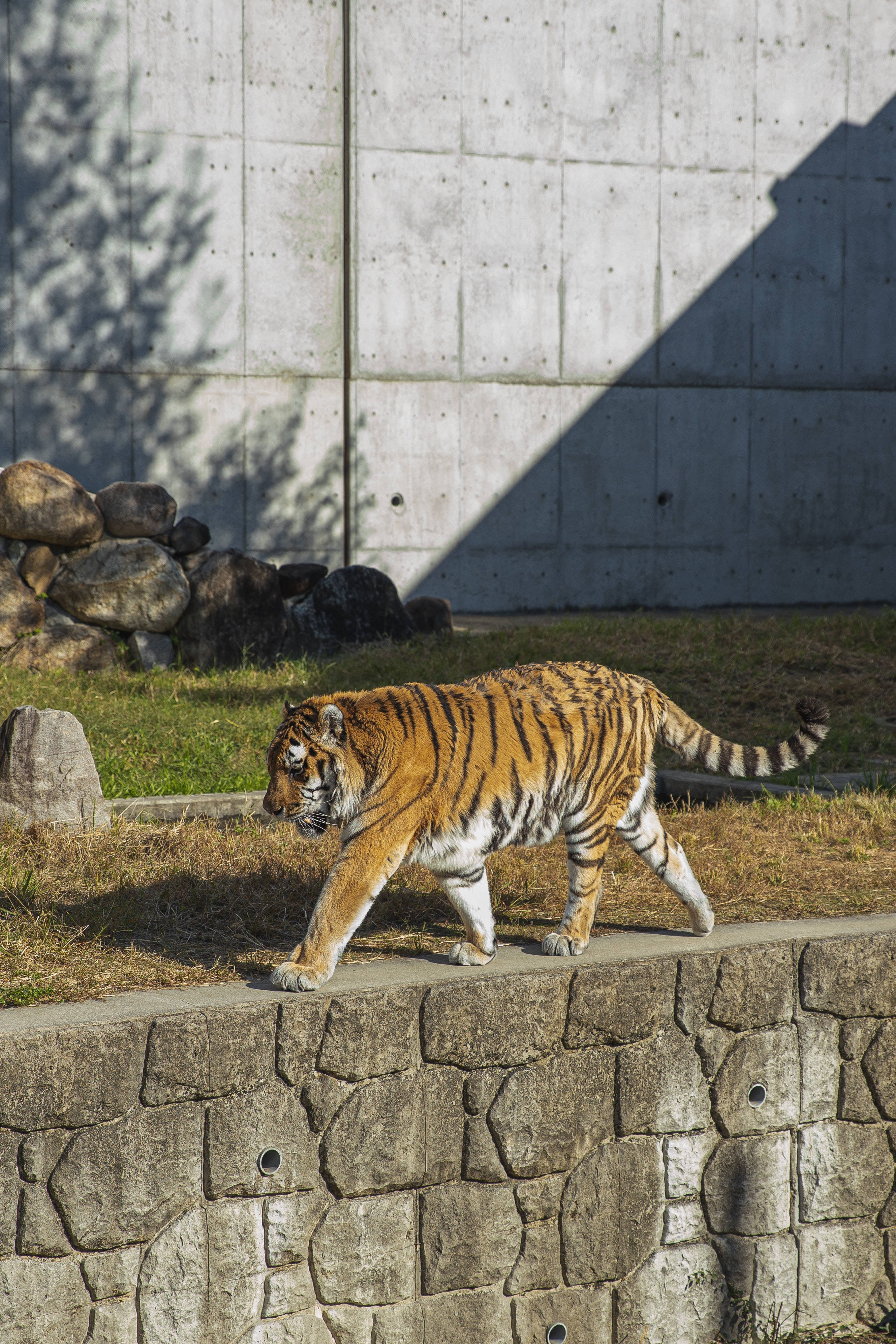 feline 桌布 壁紙 — 一隻威嚴的老虎自信地走過一個陽光普照的圍欄內的石牆，圍欄有混凝土牆和散落的岩石。