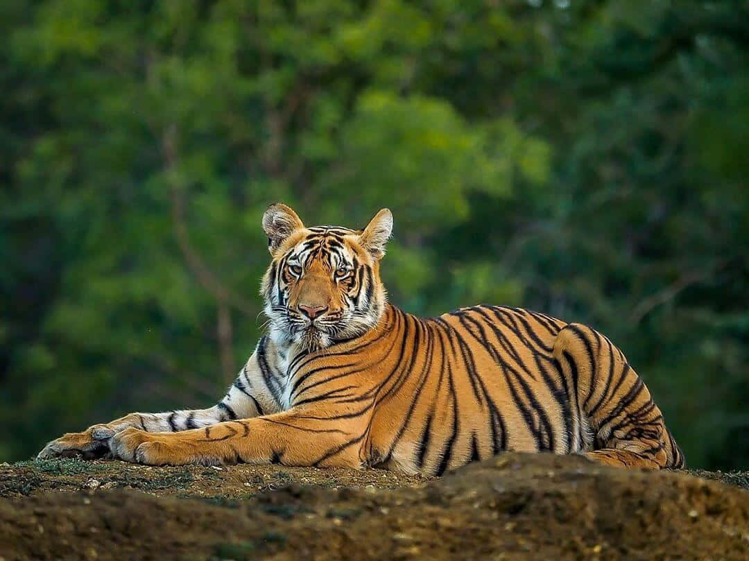 Bengal Tiger 桌布 壁紙 — 一隻威嚴的老虎警覺地休息在一個被茂密綠葉環繞的土堆上。