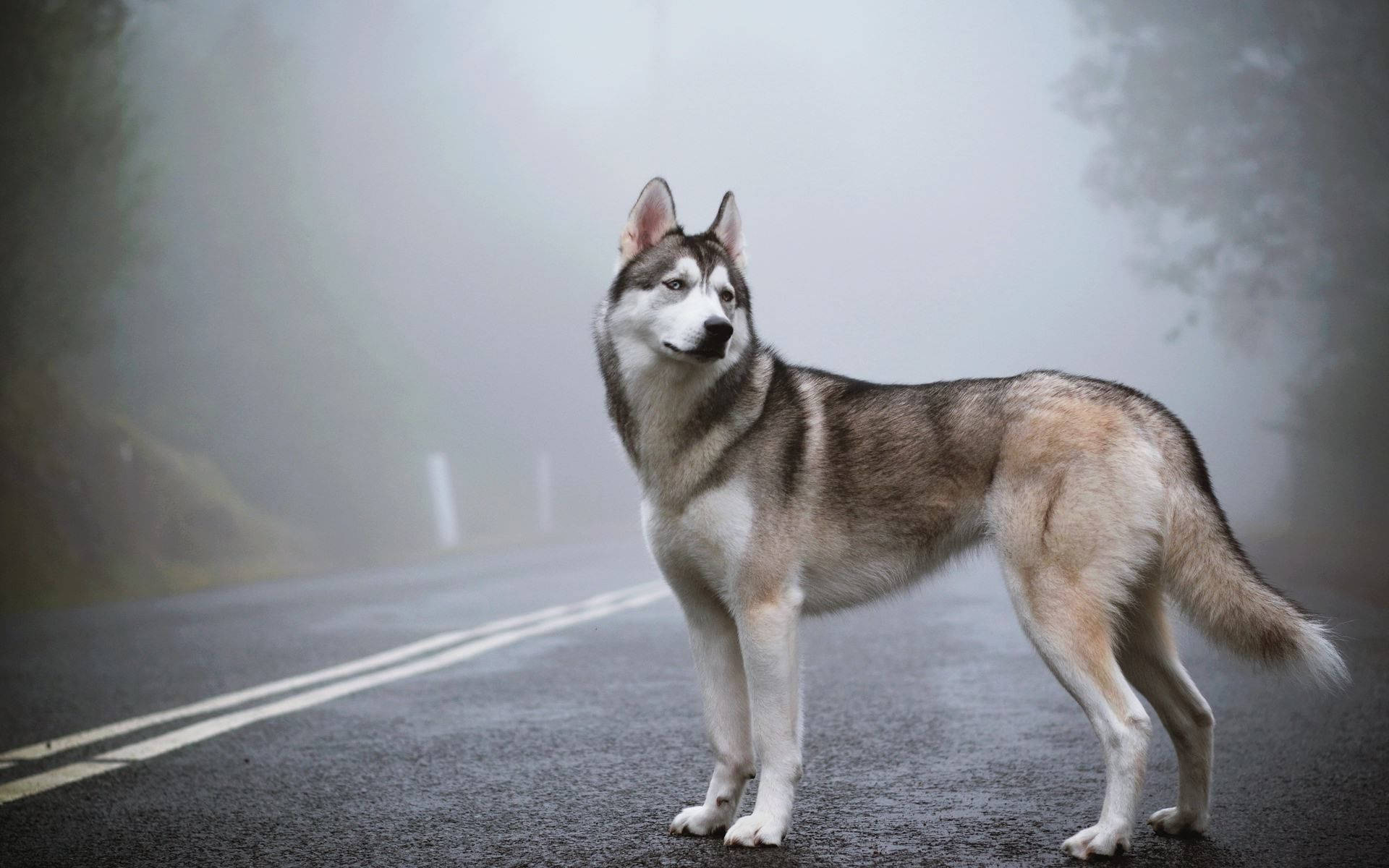 動物 桌布 壁紙 — 一隻威嚴的西伯利亞雪橇犬警覺地站在霧氣瀰漫的山路上，銳利的雙眼凝視著迷霧遠方。