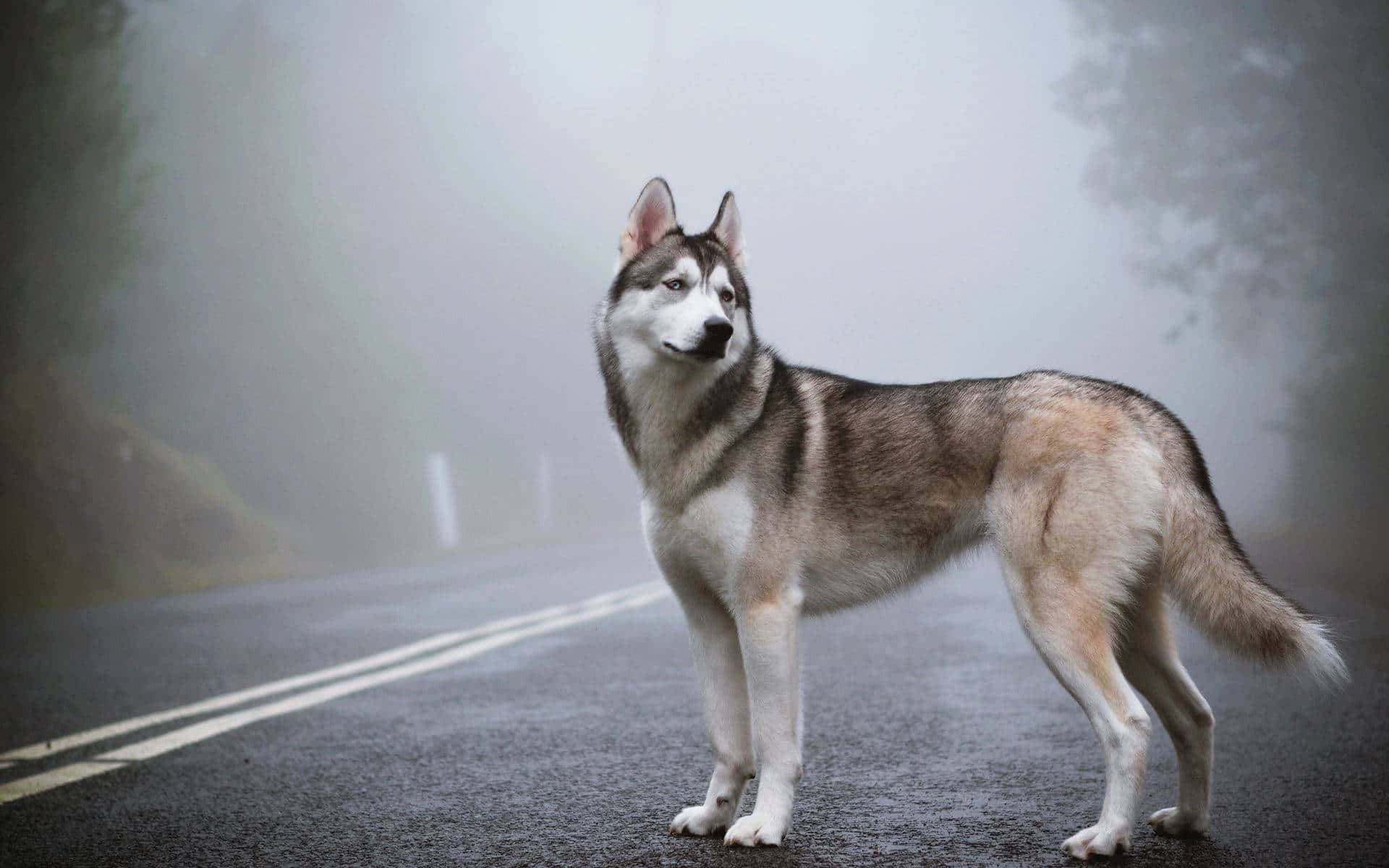 Road 桌布 壁紙 — 一隻威嚴的西伯利亞雪橇犬警覺地站在霧氣瀰漫的山路上，牠銳利的雙眼凝視著霧濛濛的遠方。