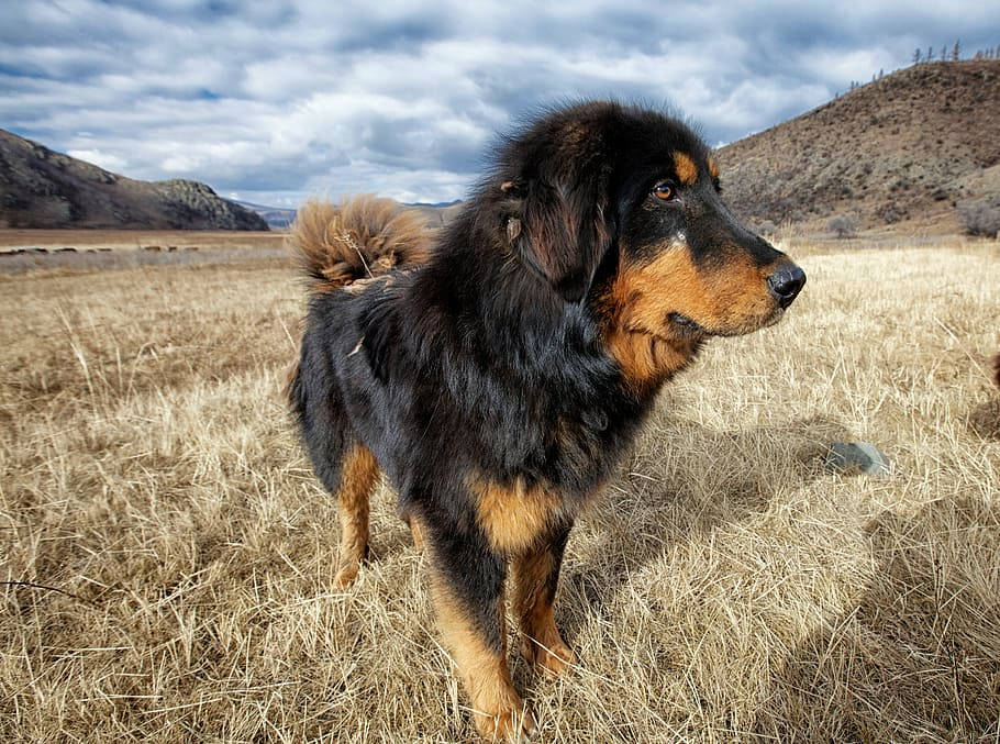 Dog Desktop 桌布 壁紙 — 一隻威嚴的西藏獒犬在乾燥的草地上警覺地站立，背景是起伏的丘陵和多雲的天空。