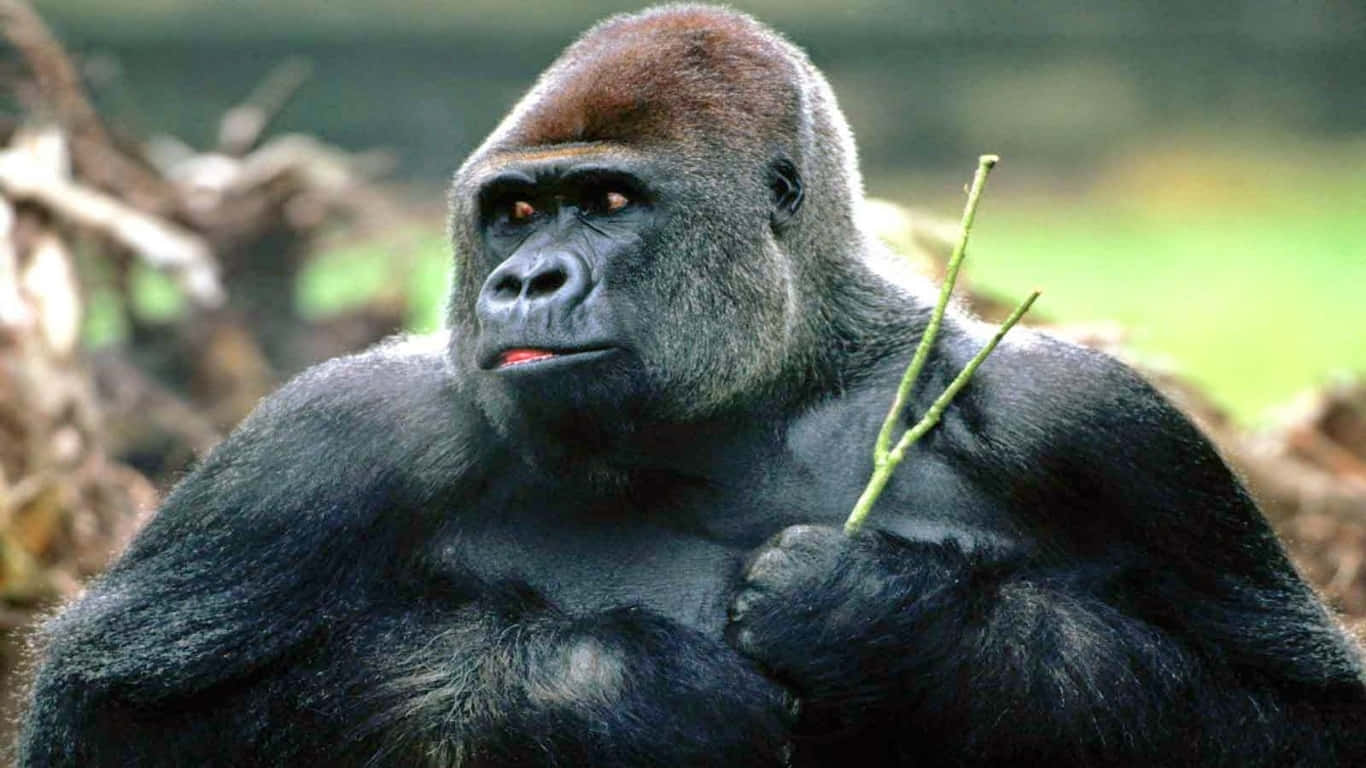1366x768 Gorilla 桌布 壁紙 — 一隻威嚴的銀背大猩猩，深色毛髮，棕色冠毛，手持綠色樹枝，在茂密的森林環境中專注地凝視。
