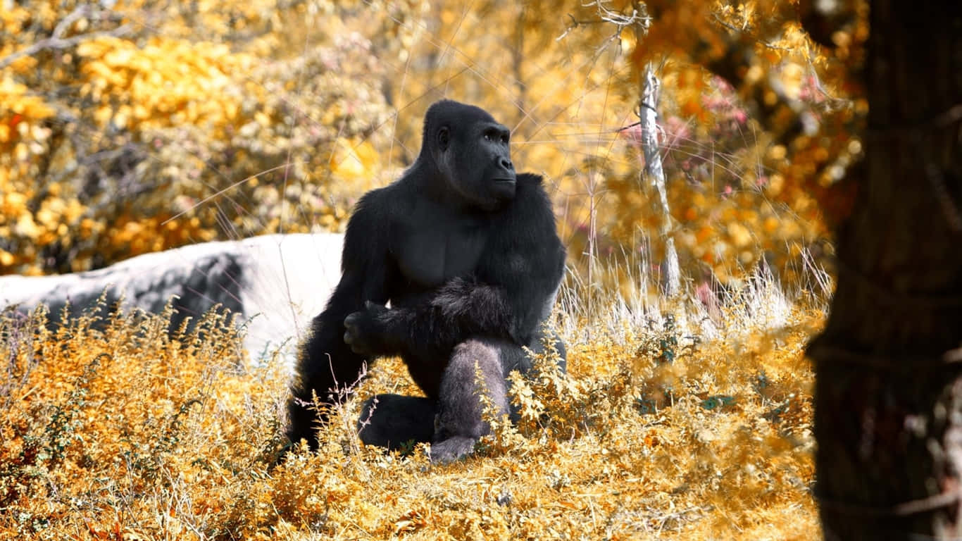 1366x768 Gorilla 桌布 壁紙 — 一隻威嚴的銀背大猩猩在明亮的陽光下，沉思地坐在金色的秋葉中。