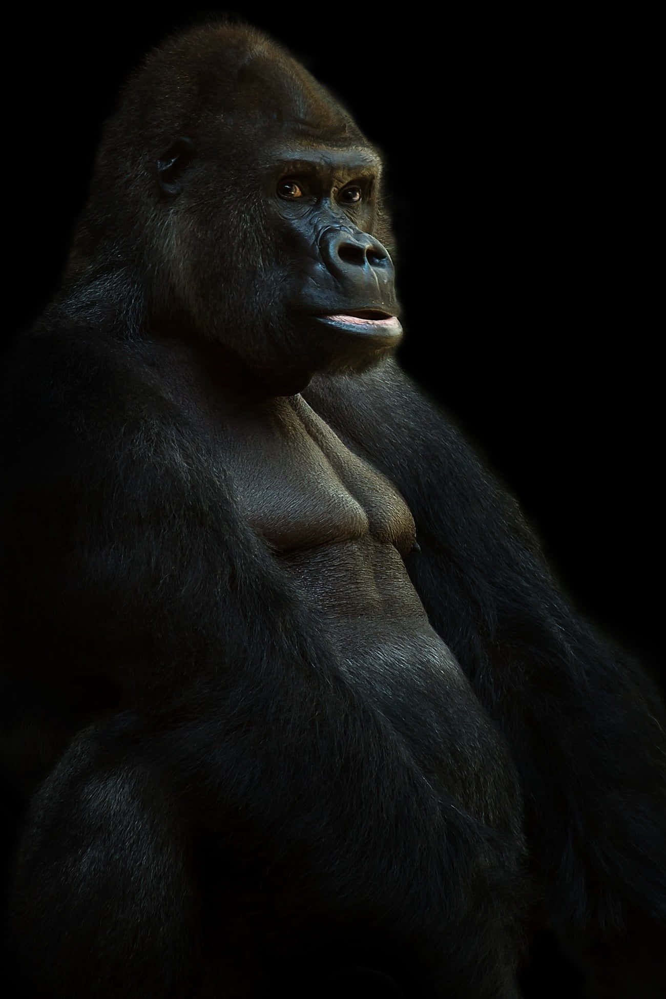 Cute Gorilla 桌布 壁紙 — 一隻威嚴的銀背大猩猩在漆黑背景下，被戲劇性的工作室燈光照亮，凝視著前方。