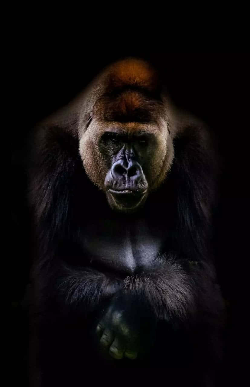 Gorilla 桌布 壁紙 — 一隻威嚴的銀背大猩猩在漆黑背景下，在戲劇性的聚光燈下凝視著。