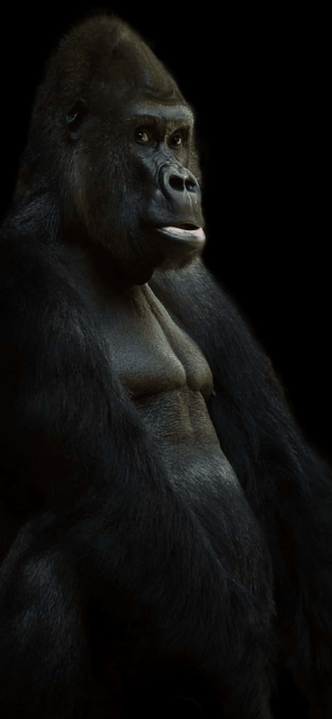 iPhone X Gorilla 桌布 壁紙 — 一隻威嚴的銀背大猩猩在純黑背景下凝視，毛髮細緻，眼神銳利。