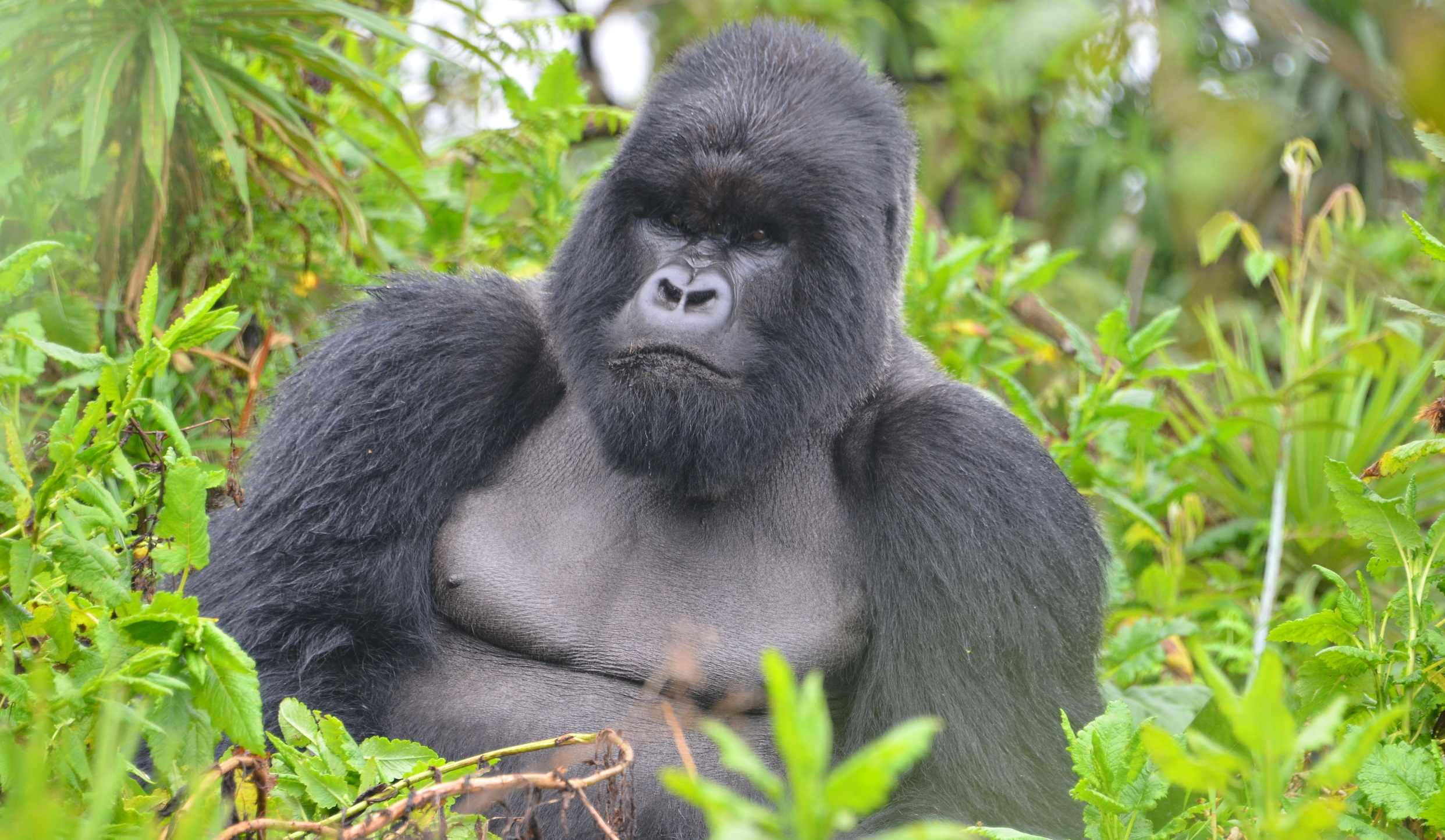 Gorilla 桌布 壁紙 — 一隻威嚴的銀背大猩猩在茂密的叢林環境中，平靜地坐在茂盛的綠色樹葉中。