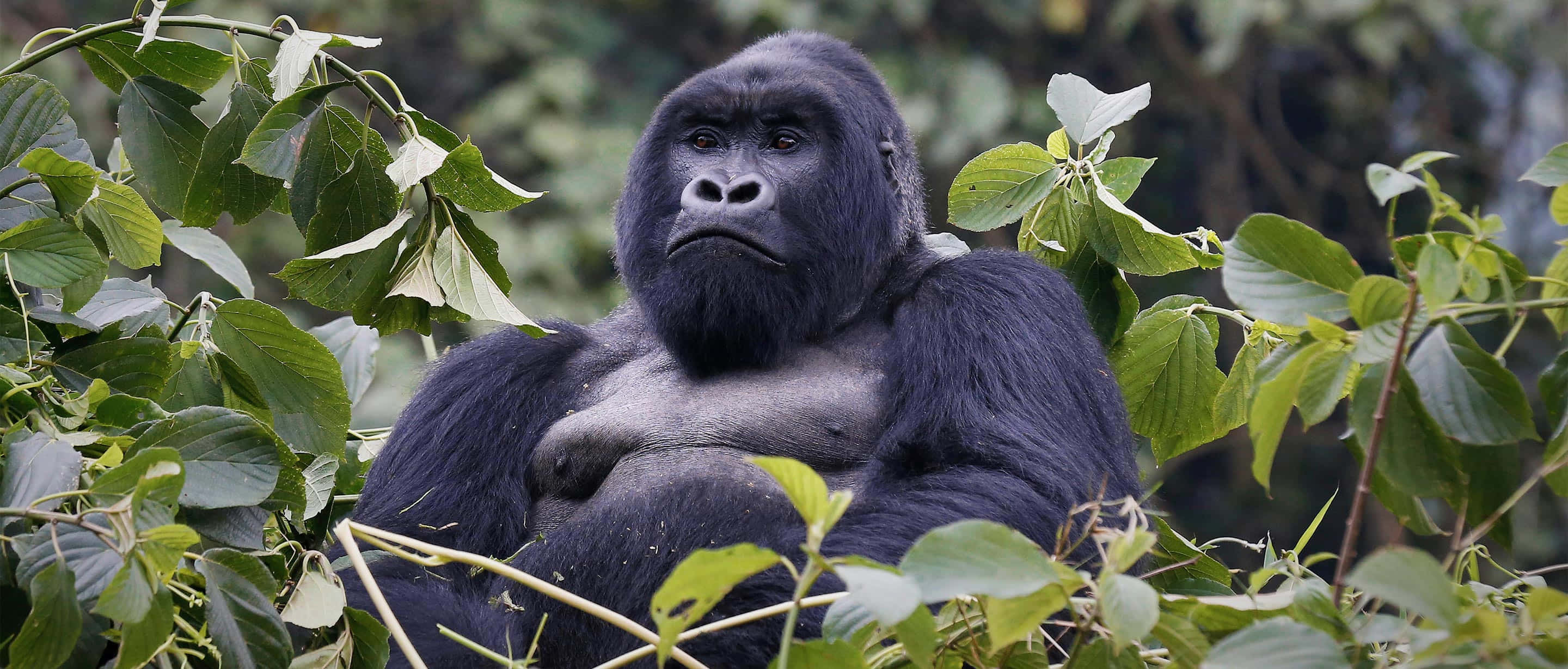 Best Gorilla 桌布 壁紙 — 一隻威嚴的銀背大猩猩在茂密的叢林環境中，平靜地坐在茂密的綠色樹葉間。