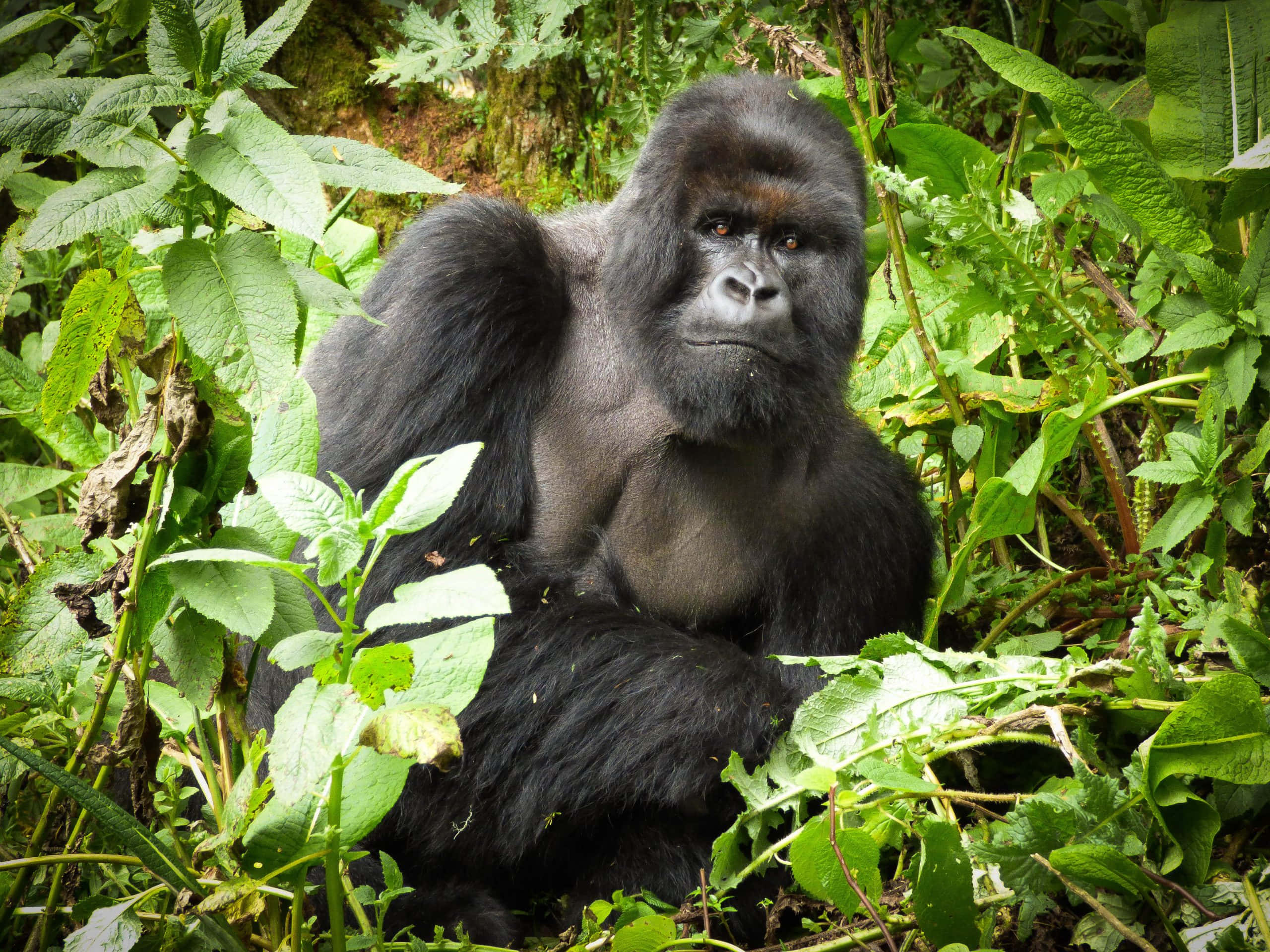 Gorilla 桌布 壁紙 — 一隻威嚴的銀背大猩猩在茂密的叢林環境中，平靜地坐在茂盛的綠色樹葉間。