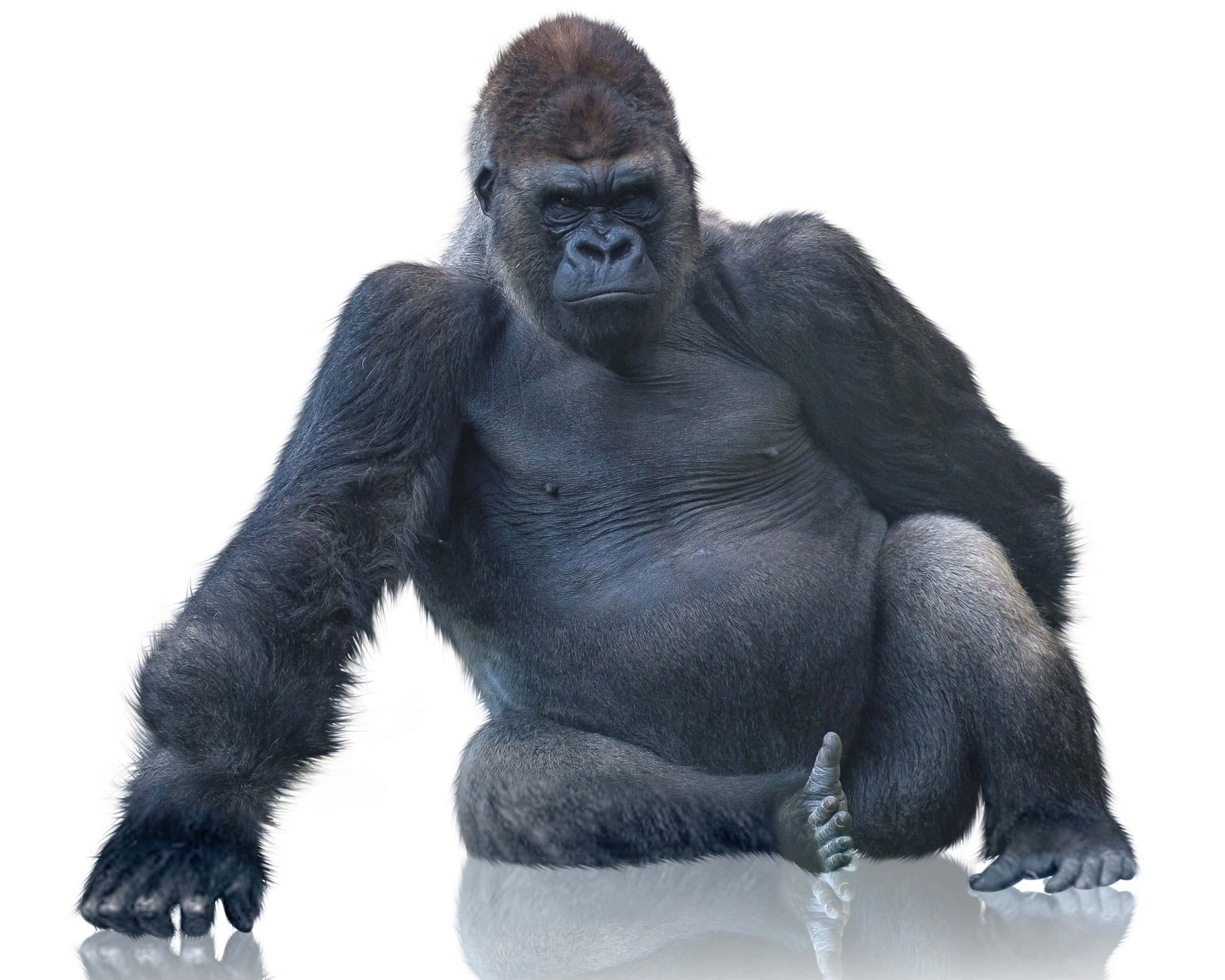 Cute Gorilla 桌布 壁紙 — 一隻威嚴的銀背大猩猩坐在反光的白色表面上，眼神銳利，肌肉強壯。