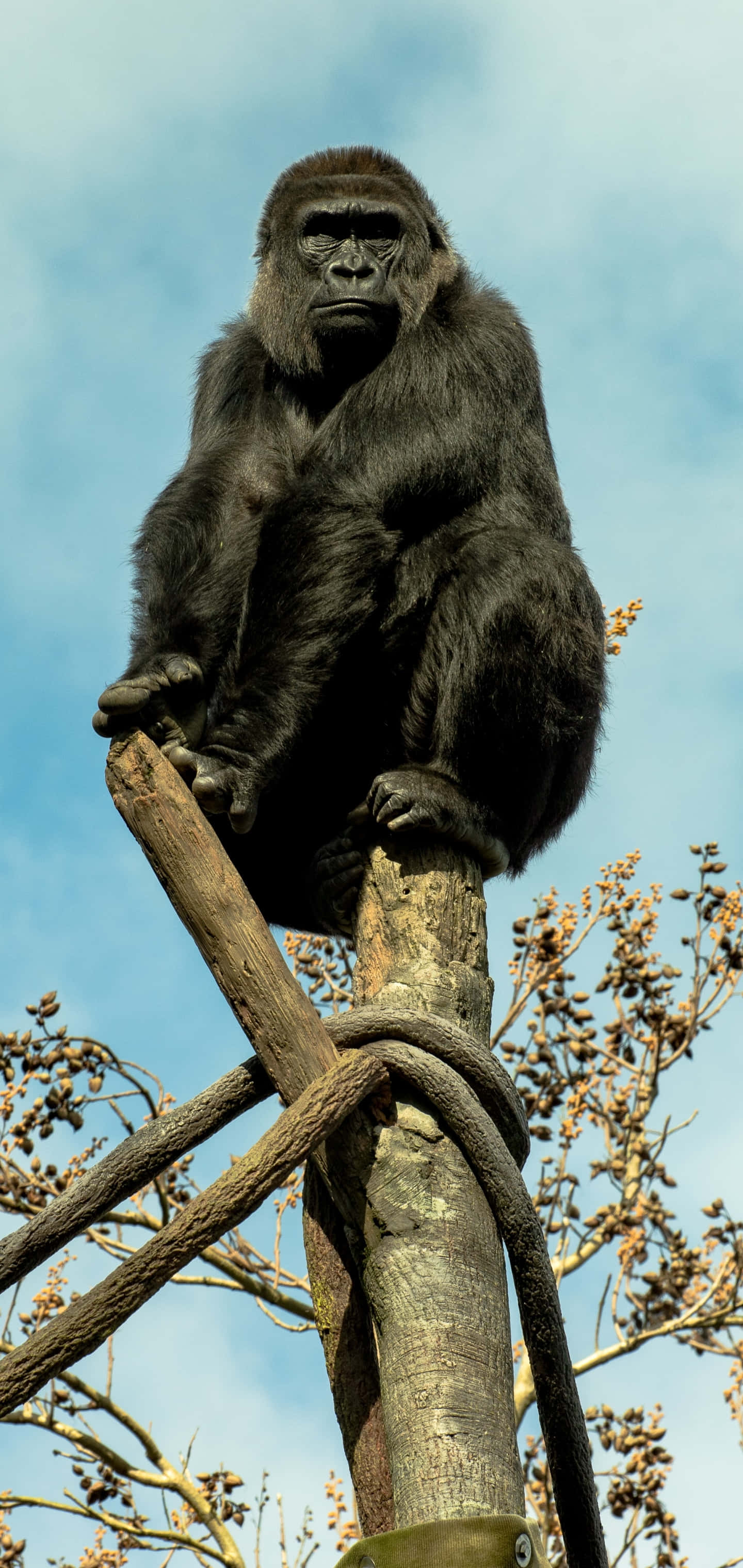 Pixel 3 Gorilla 桌布 壁紙 — 一隻威嚴的銀背大猩猩坐在木柱上，背景是晴朗的藍天和光禿的樹枝。