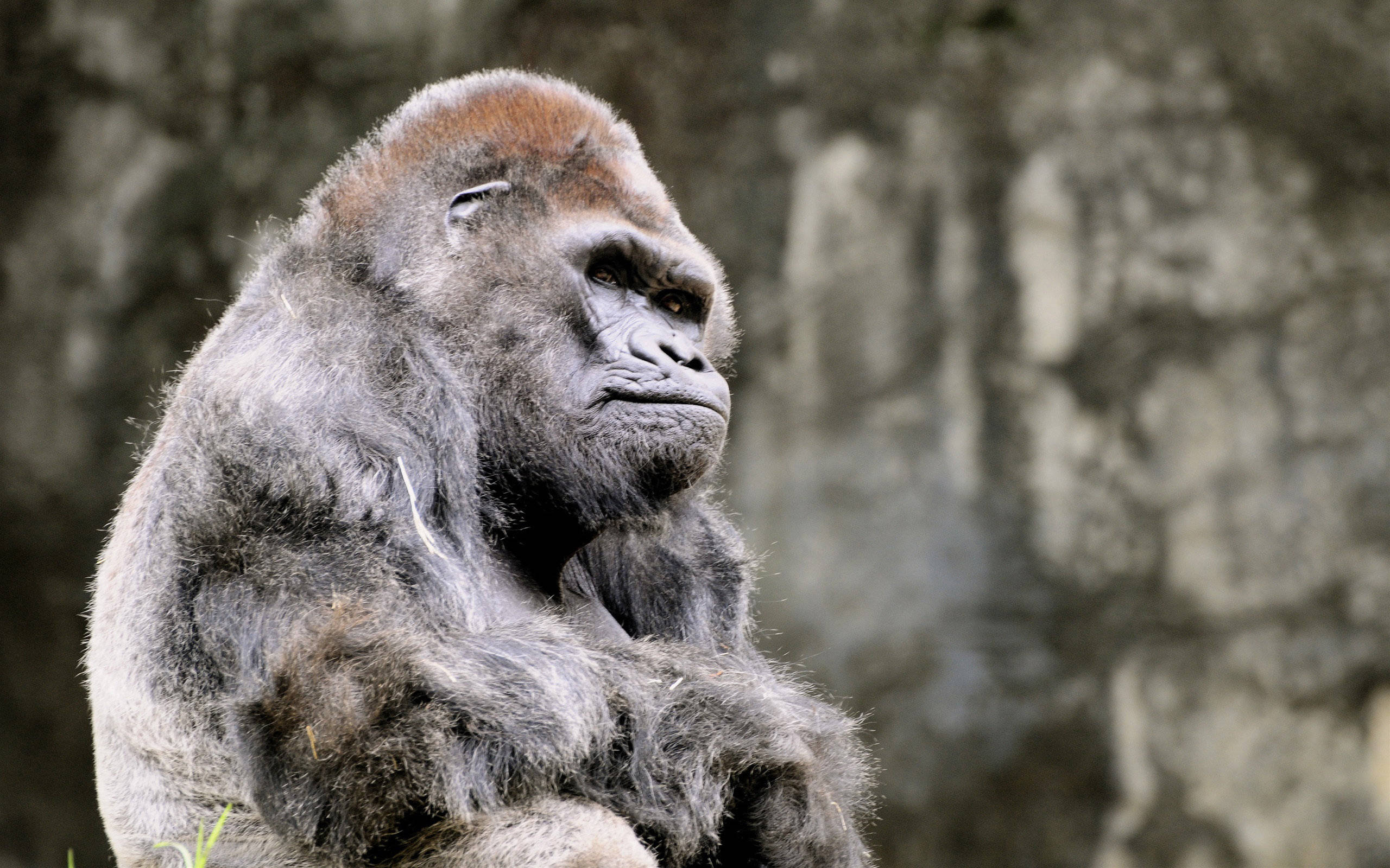 Gorilla 桌布 壁紙 — 一隻威嚴的銀背大猩猩坐在模糊的岩石背景前沉思，毛髮細緻，眼神深邃而寧靜。
