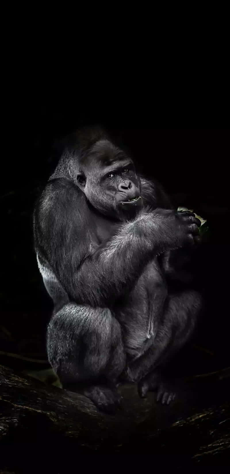 Gorilla 桌布 壁紙 — 一隻威嚴的銀背大猩猩坐在陰暗的黑暗中，被柔和的光線照亮，輕輕地拿著並吃著一片葉子。