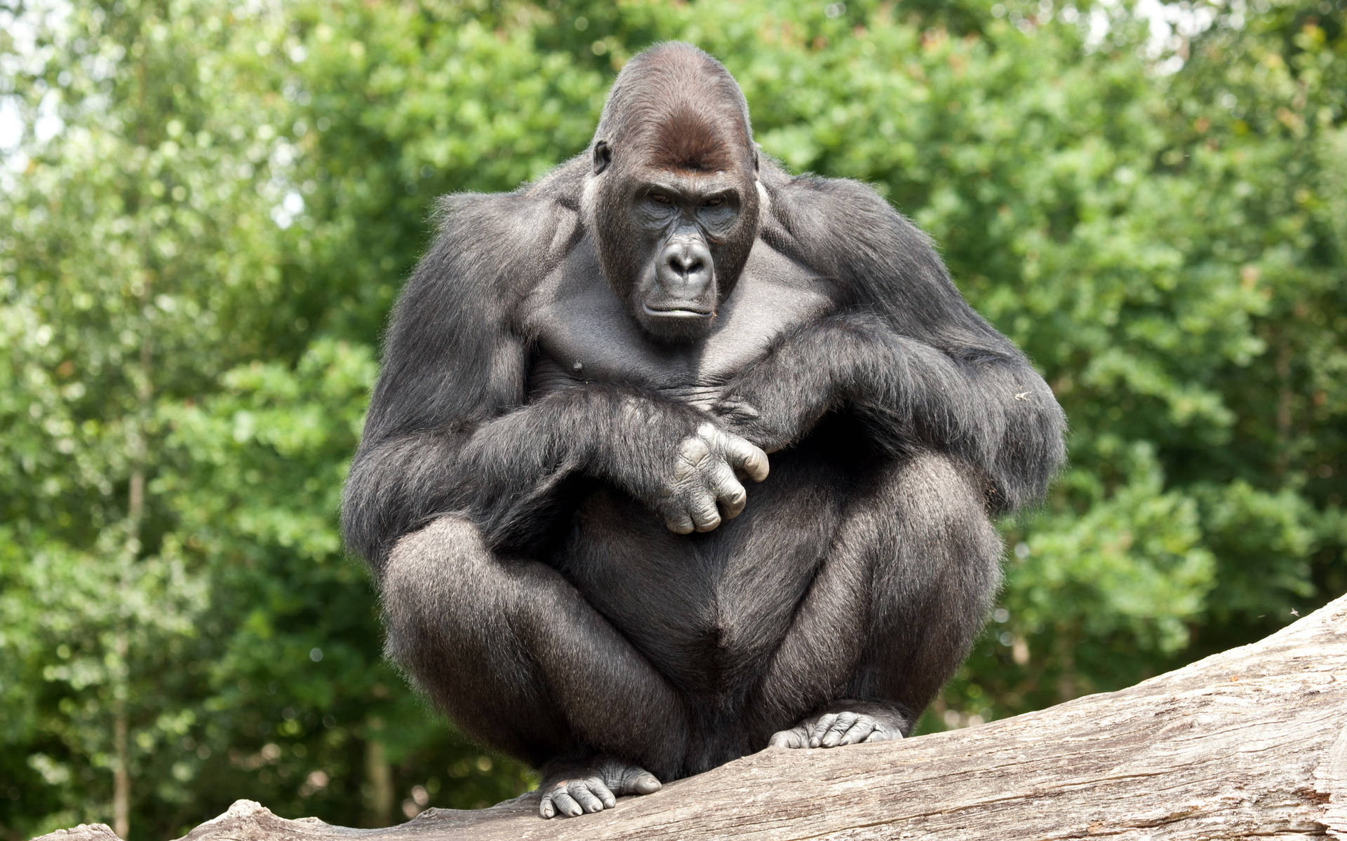 Cool Gorilla 桌布 壁紙 — 一隻威嚴的銀背大猩猩平靜地坐在一根飽經風霜的木頭上，周圍環繞著茂密的綠色樹葉。