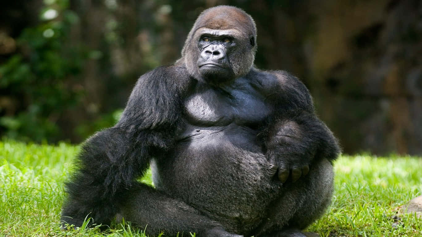 1366x768 Gorilla 桌布 壁紙 — 一隻威嚴的銀背大猩猩平靜地坐在充滿活力的綠色草地上，周圍環繞著茂密的森林樹葉。