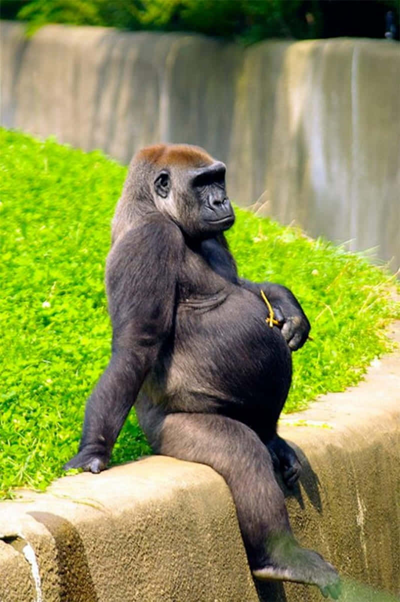 Gorilla 桌布 壁紙 — 一隻威嚴的銀背大猩猩平靜地坐在石崖上，旁邊是鬱鬱蔥蔥的綠色斜坡，背景有瀑布。