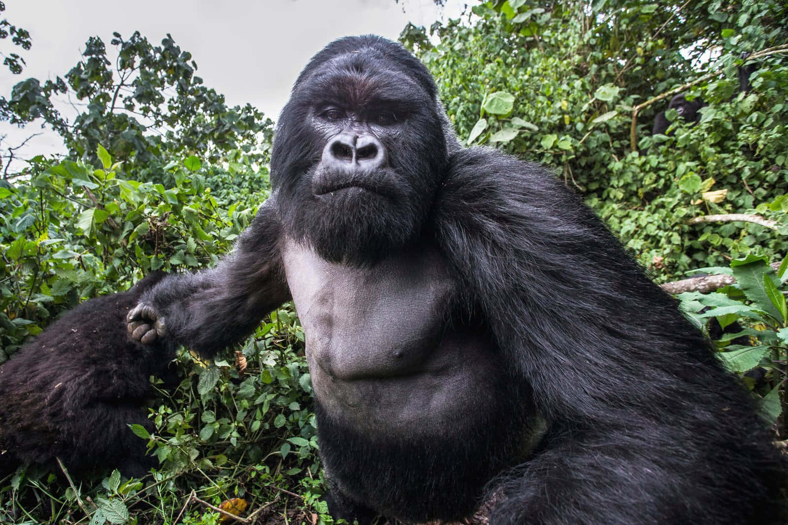 Gorilla 桌布 壁紙 — 一隻威嚴的銀背大猩猩平靜地坐在茂密的綠色樹葉中，用銳利的眼睛直視鏡頭。