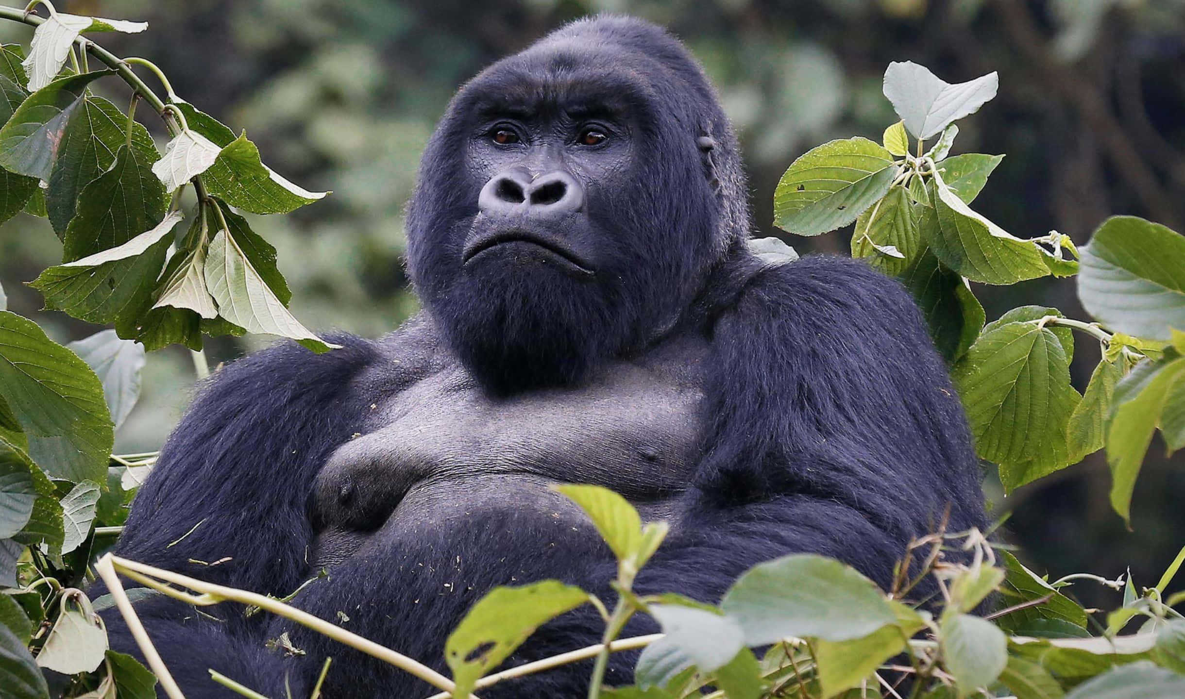 2440x1440 Gorilla 桌布 壁紙 — 一隻威嚴的銀背大猩猩平靜地坐在茂密的綠色樹葉中，其強烈的目光與觀看者相遇。