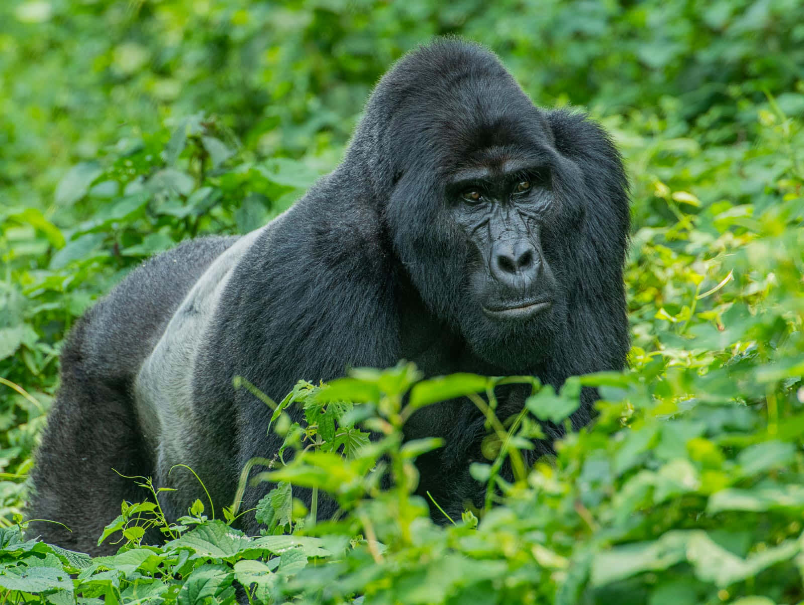 Gorilla 桌布 壁紙 — 一隻威嚴的銀背大猩猩平靜地坐在茂密的綠色樹葉中，其強烈的目光與觀看者相遇。