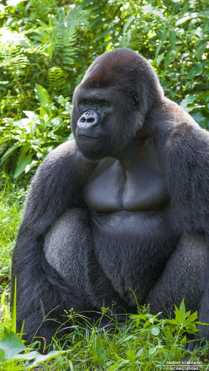 Gorilla 桌布 壁紙 — 一隻威嚴的銀背大猩猩平靜地坐在茂密的綠色植物中，沐浴在明亮的自然陽光下。
