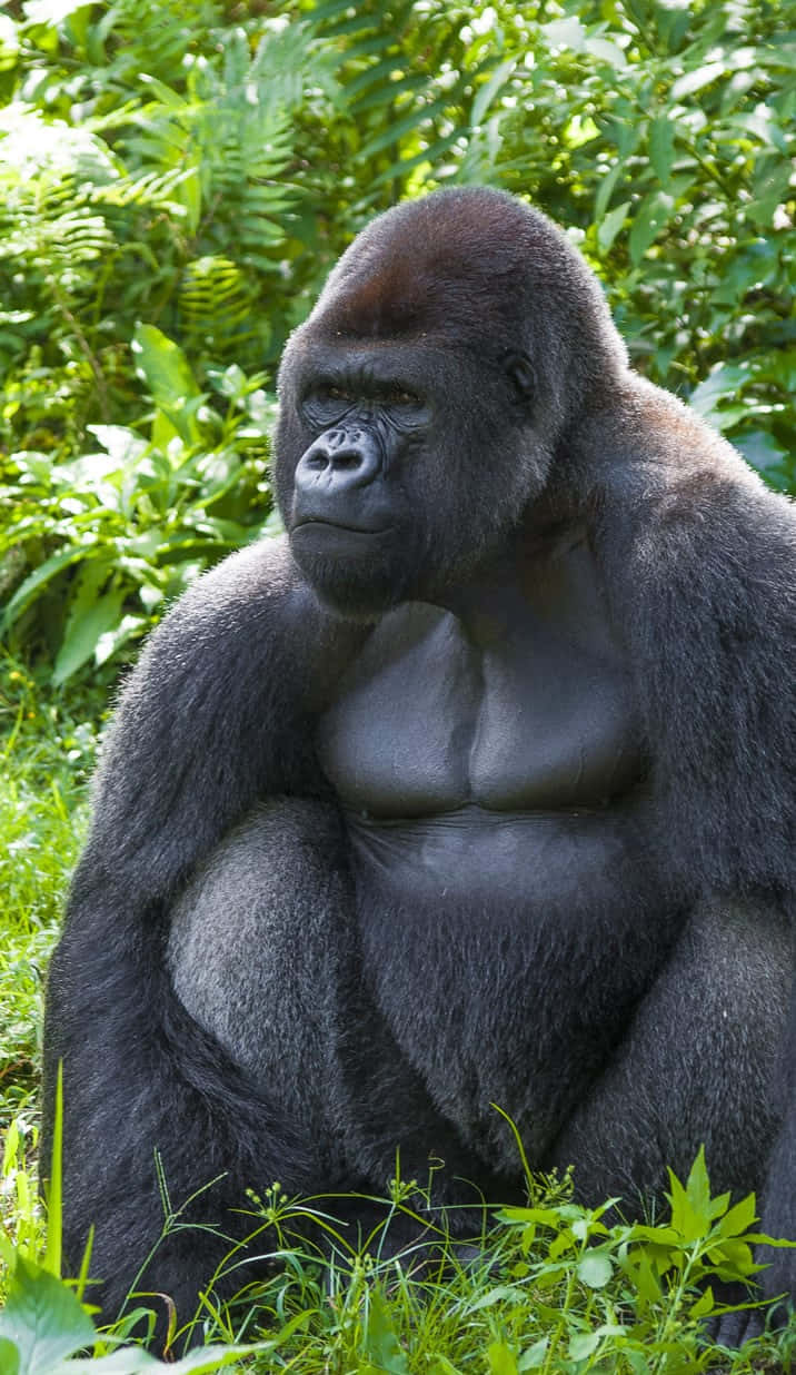 Gorilla 桌布 壁紙 — 一隻威嚴的銀背大猩猩平靜地坐在茂密的綠色樹葉中，沐浴在斑駁的陽光下。