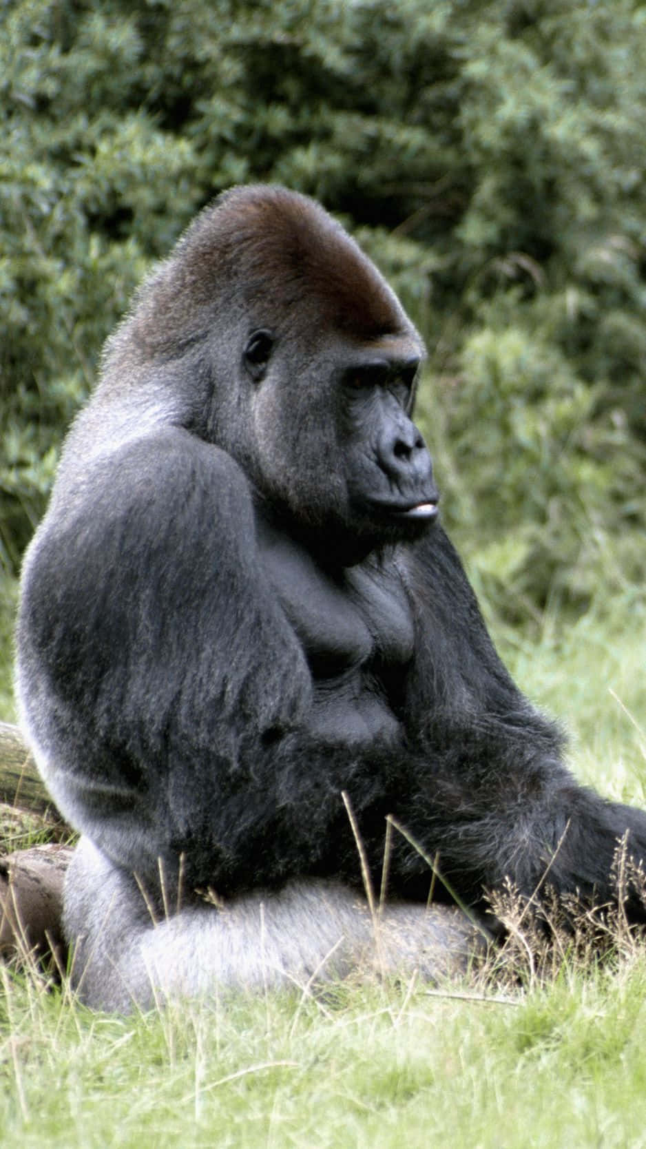 Gorilla 桌布 壁紙 — 一隻威嚴的銀背大猩猩平靜地坐在茂密的綠草中，身後是濃密的樹葉。