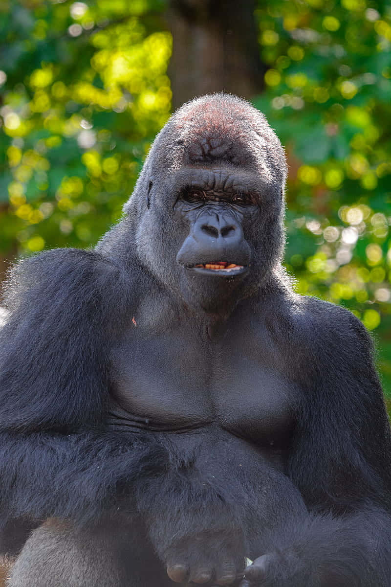 Gorilla 桌布 壁紙 — 一隻威嚴的銀背大猩猩平靜地坐在陽光普照的森林中，毛皮在自然光下閃閃發光。