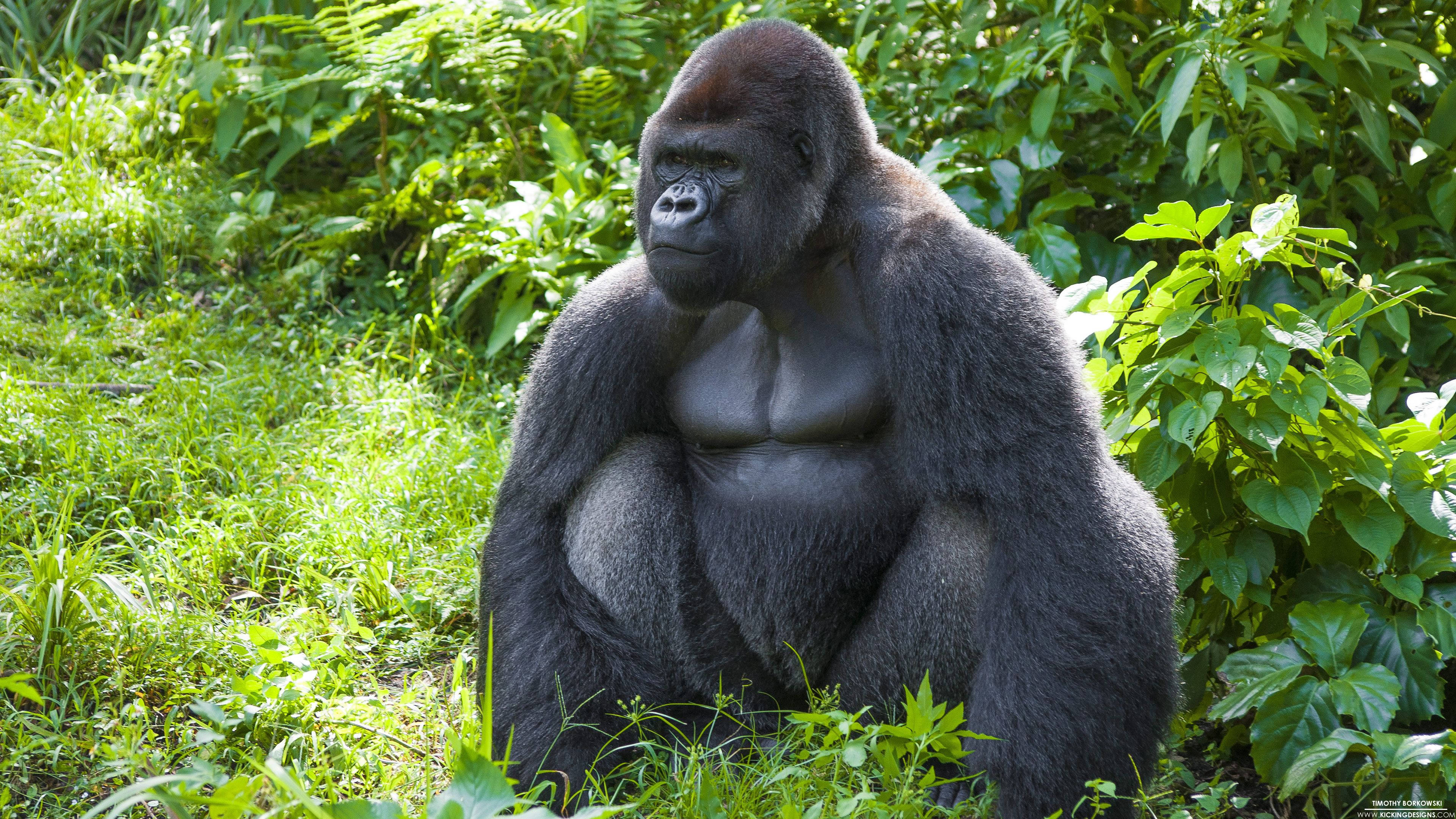 Gorilla 桌布 壁紙 — 一隻威嚴的銀背大猩猩平靜地坐在陽光普照的叢林空地上，周圍是茂密的綠色樹葉。