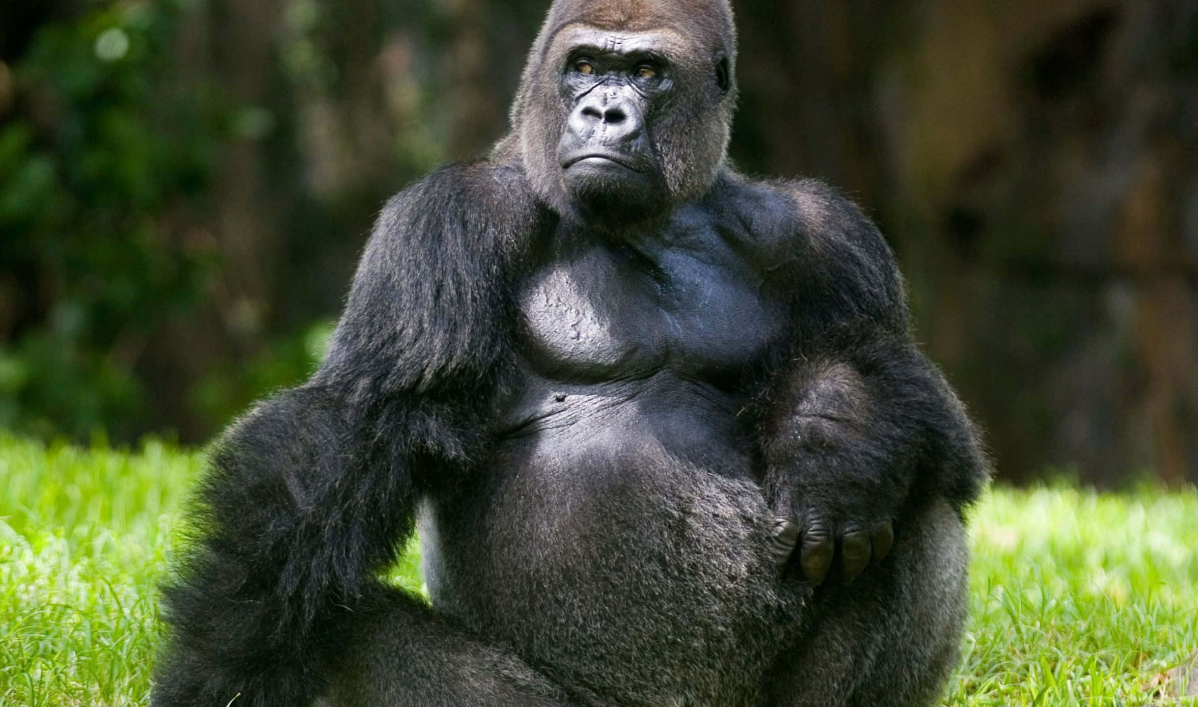 2440x1440 Gorilla 桌布 壁紙 — 一隻威嚴的銀背大猩猩平靜地坐在鮮綠色的草地上，背景是模糊的森林。