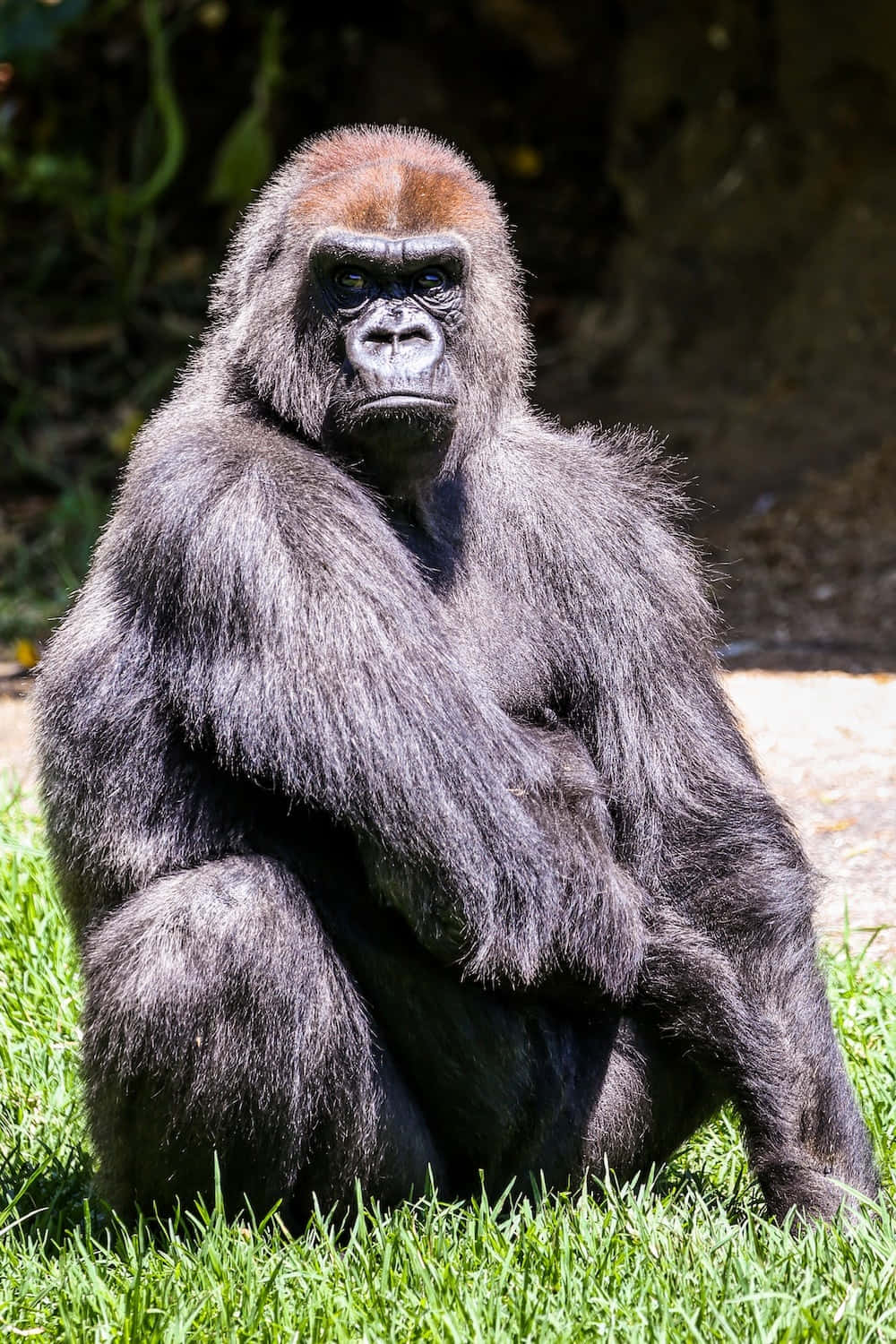 Gorilla 桌布 壁紙 — 一隻威嚴的銀背大猩猩平靜地坐在鮮綠色的草地上，斑駁的陽光下，背景是黑暗的森林。