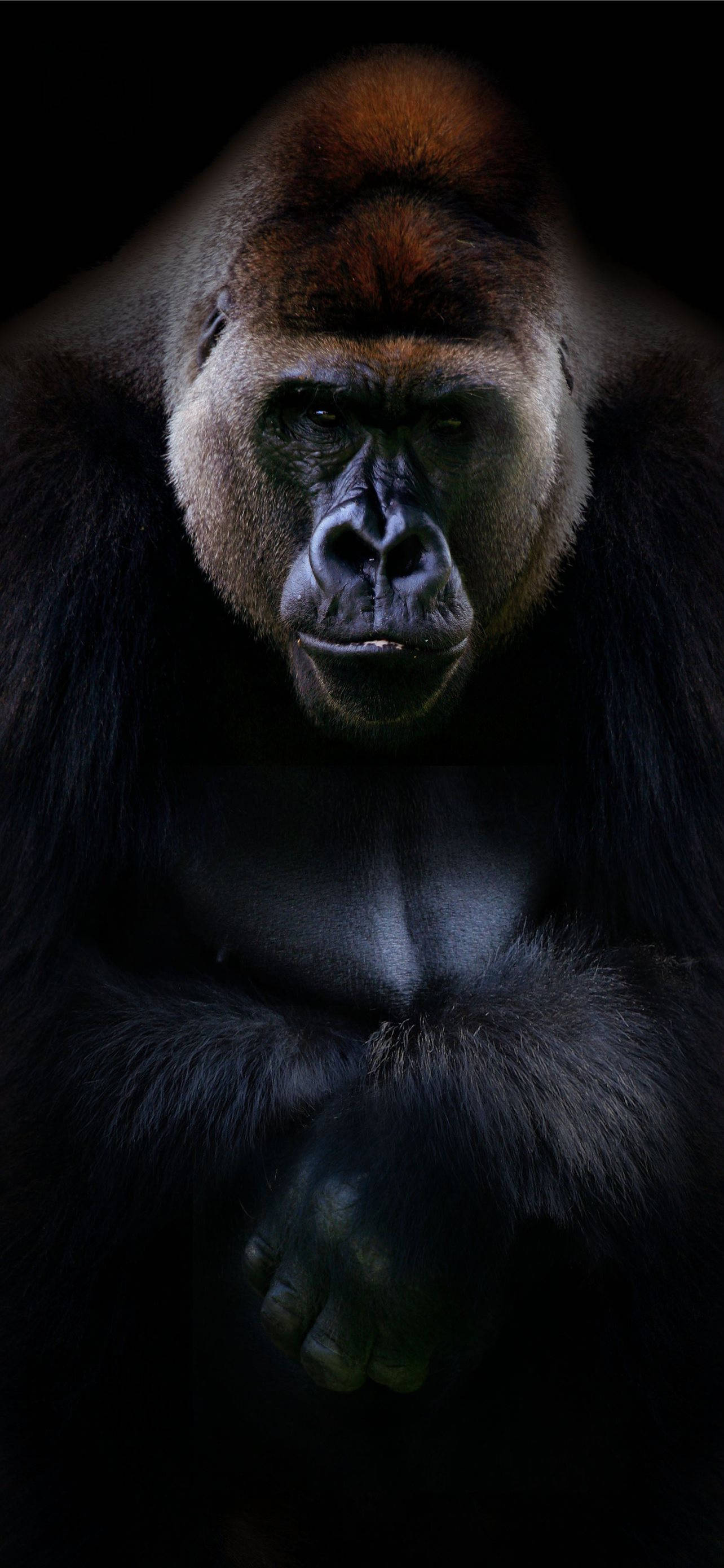 Cool Gorilla 桌布 壁紙 — 一隻威嚴的銀背大猩猩從黑暗中凝視，眼睛發光，毛髮有紋理。