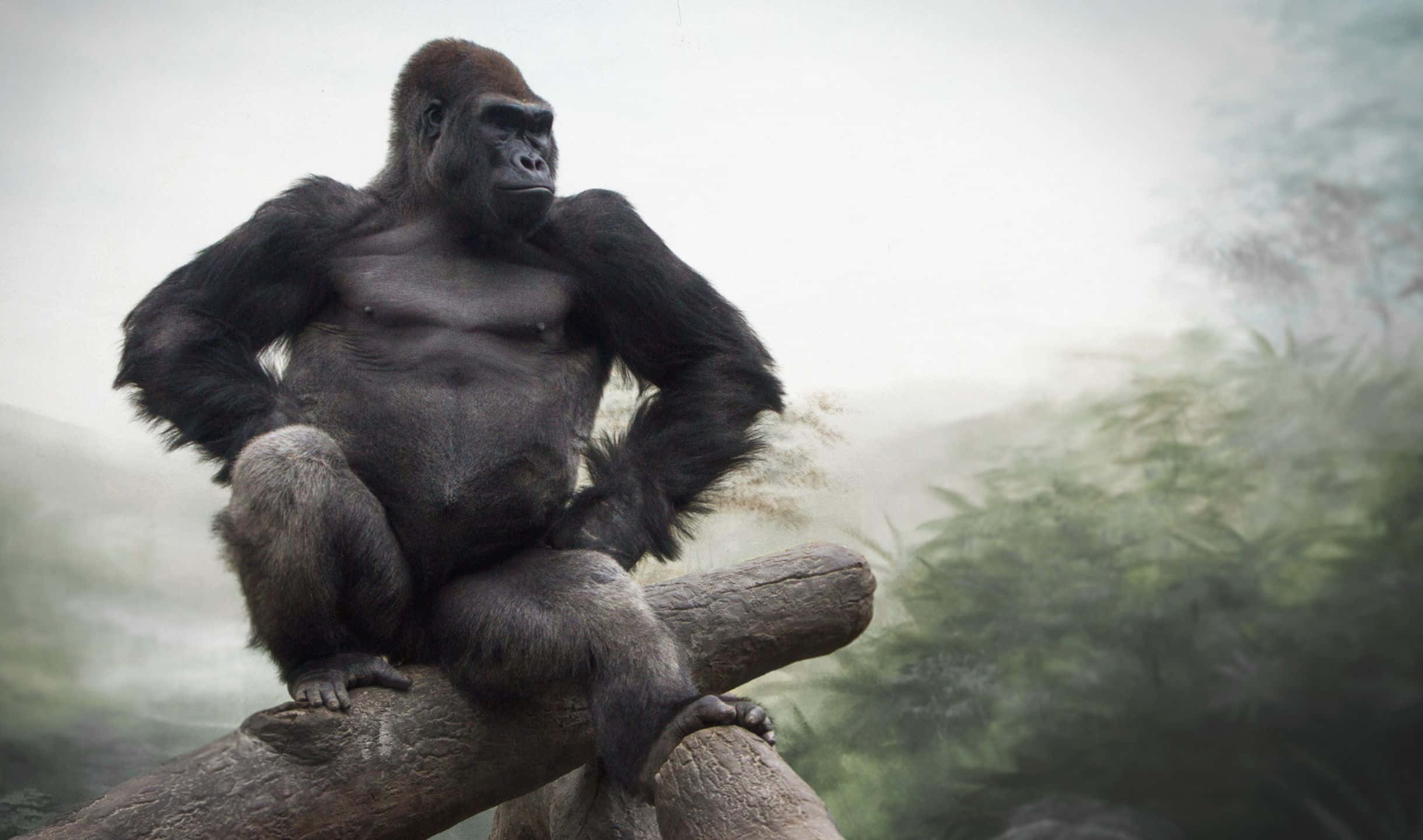 2440x1440 Gorilla 桌布 壁紙 — 一隻威嚴的銀背大猩猩沉思地坐在霧氣瀰漫的叢林中長滿苔蘚的木頭上，散發出冷靜的威嚴。