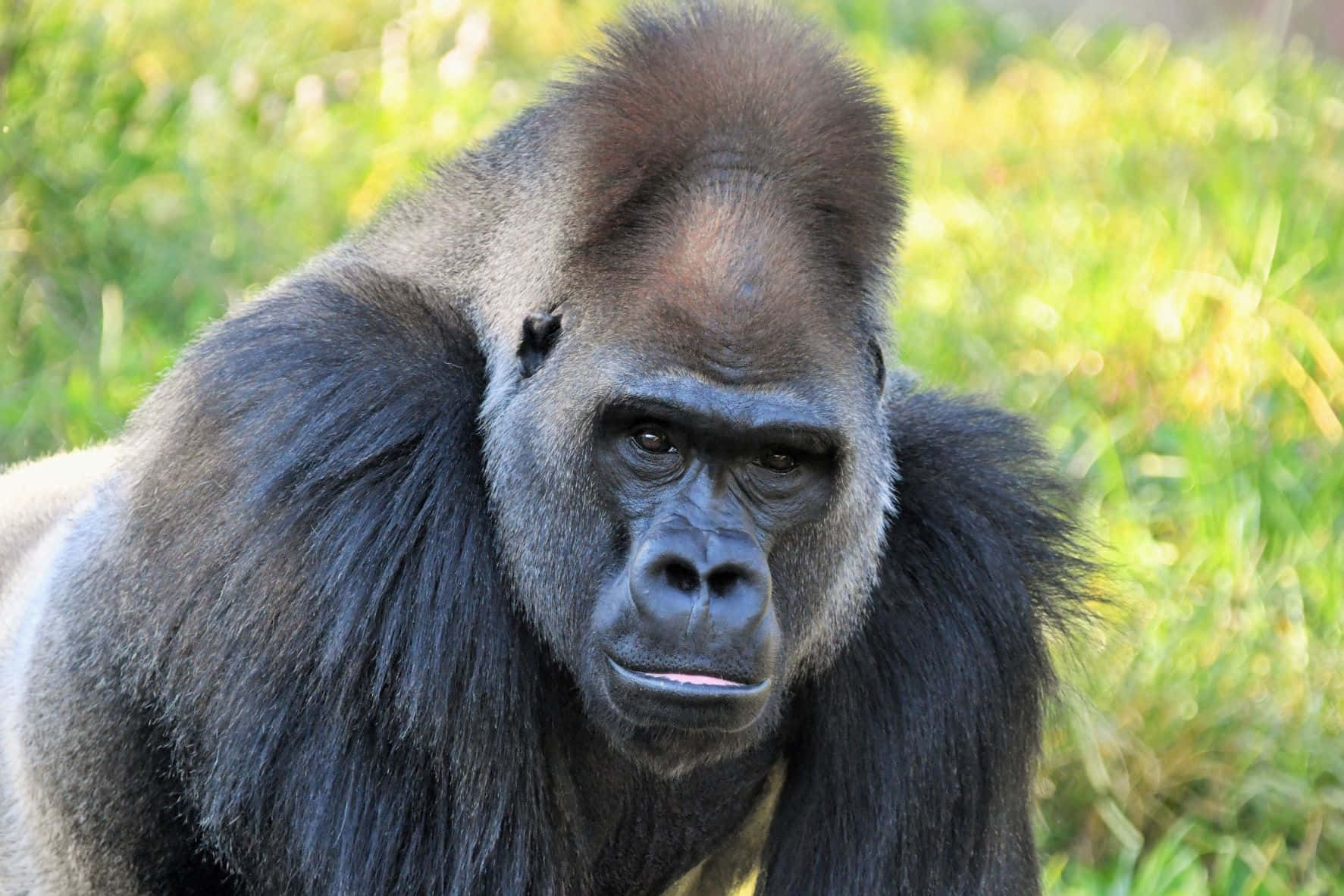 Gorilla 桌布 壁紙 — 一隻威嚴的銀背大猩猩特寫，擁有濃密的深色毛髮和銳利的眼睛，背景是陽光明媚的綠色草地。