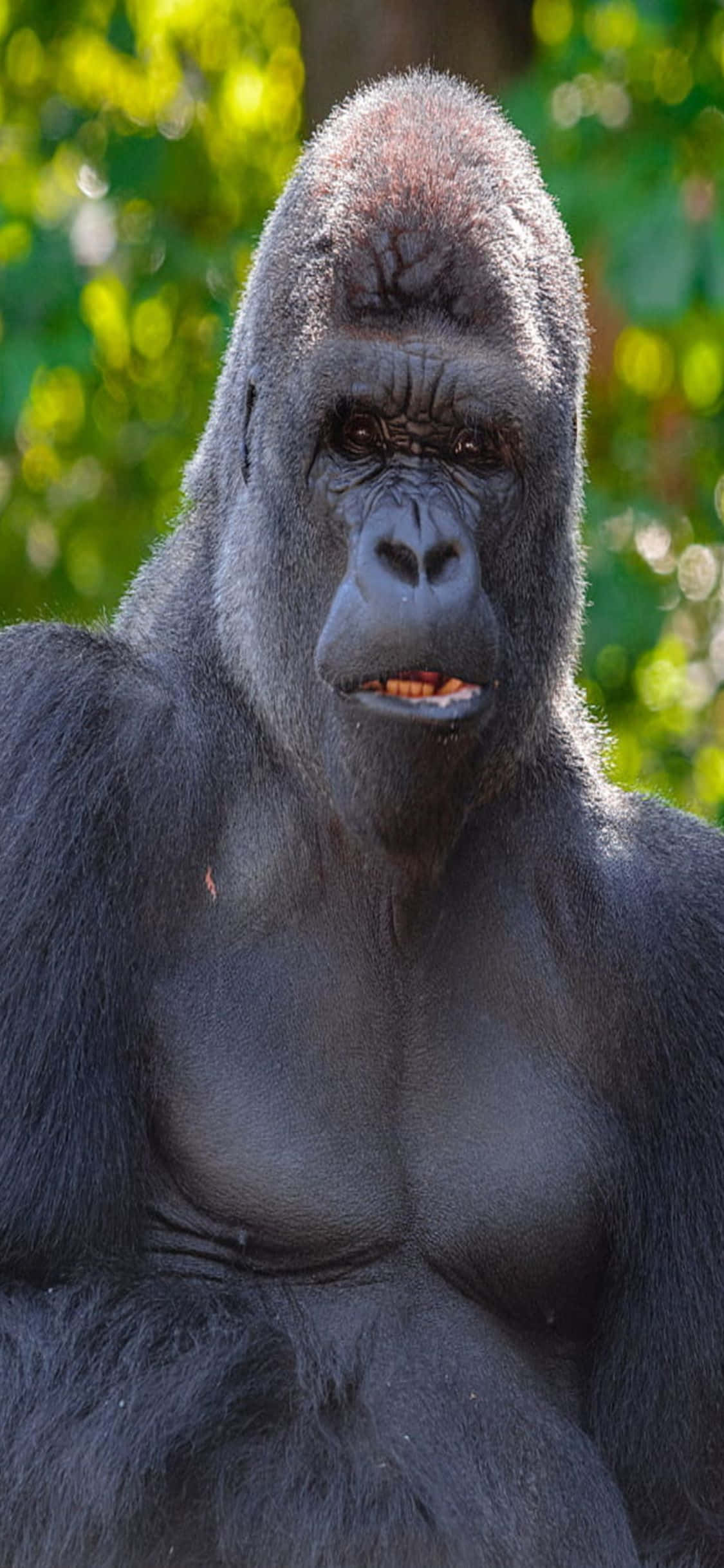 iPhone X Gorilla 桌布 壁紙 — 一隻威嚴的銀背大猩猩特寫，眼神銳利，毛髮紋理分明，背景是陽光普照的綠色森林。