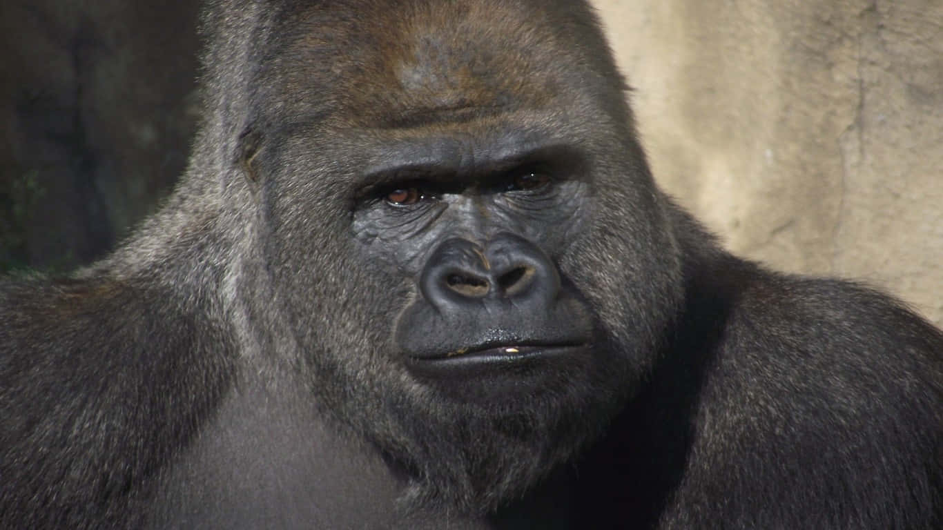1366x768 Gorilla 桌布 壁紙 — 一隻威嚴的銀背大猩猩特寫，眼神銳利，毛髮紋理清晰，背景是模糊的岩石。