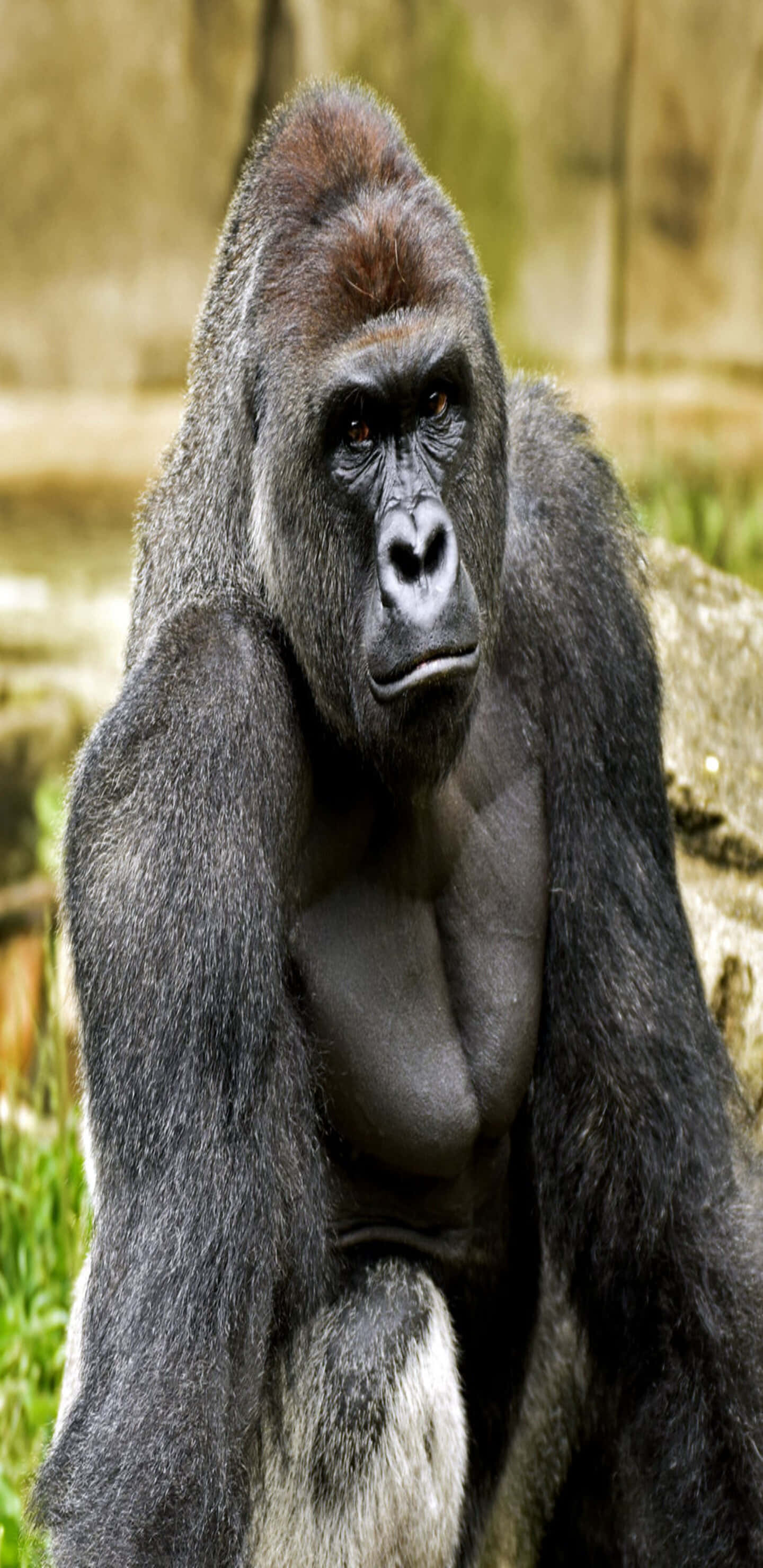 Pixel 3xl Gorilla 桌布 壁紙 — 一隻威嚴的銀背大猩猩特寫，眼神銳利，毛髮濃密，平靜地坐在自然主義的圍欄中。