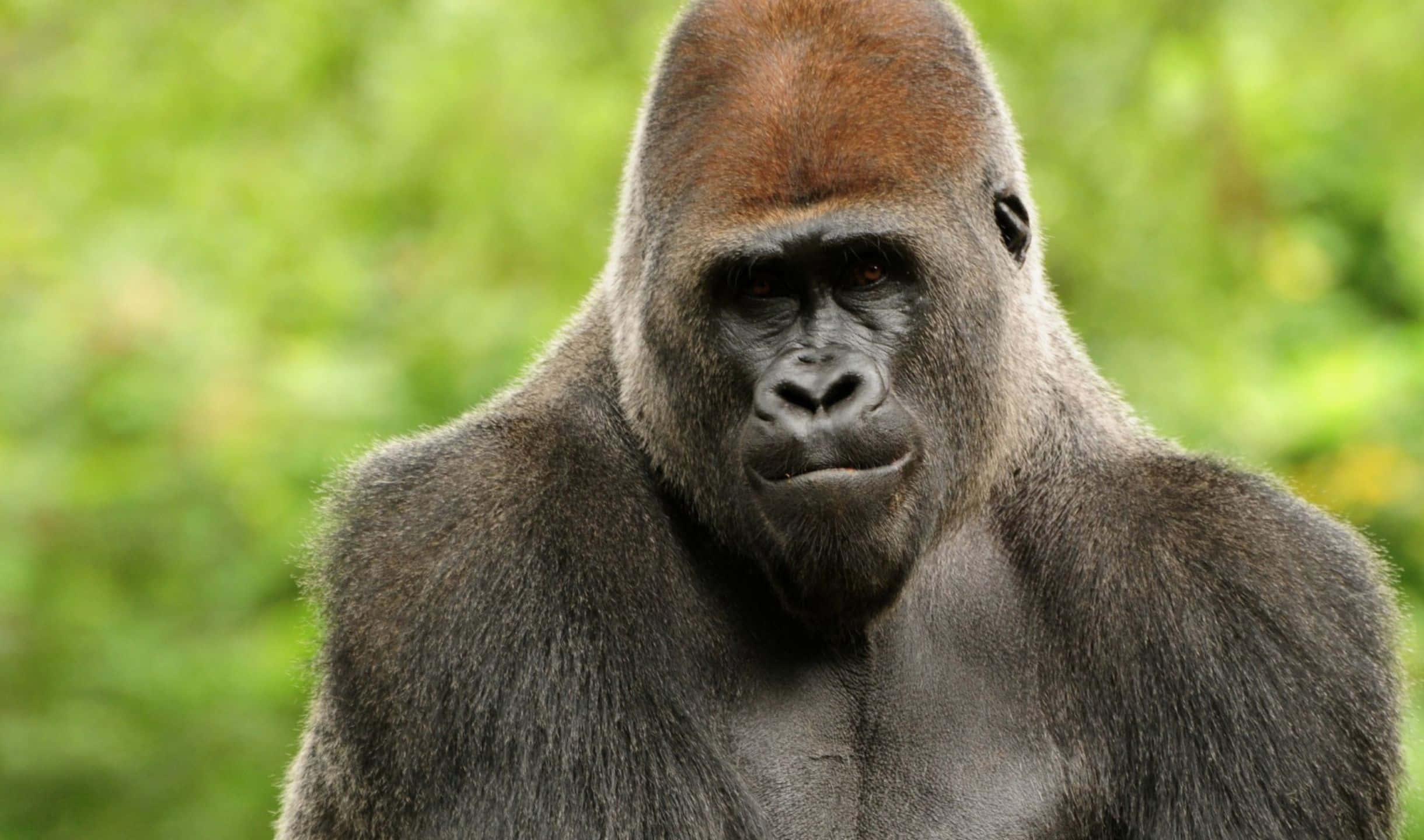2440x1440 Gorilla 桌布 壁紙 — 一隻威嚴的銀背大猩猩特寫，眼神銳利，頭部有紅棕色毛髮，背景是柔和的綠色森林。