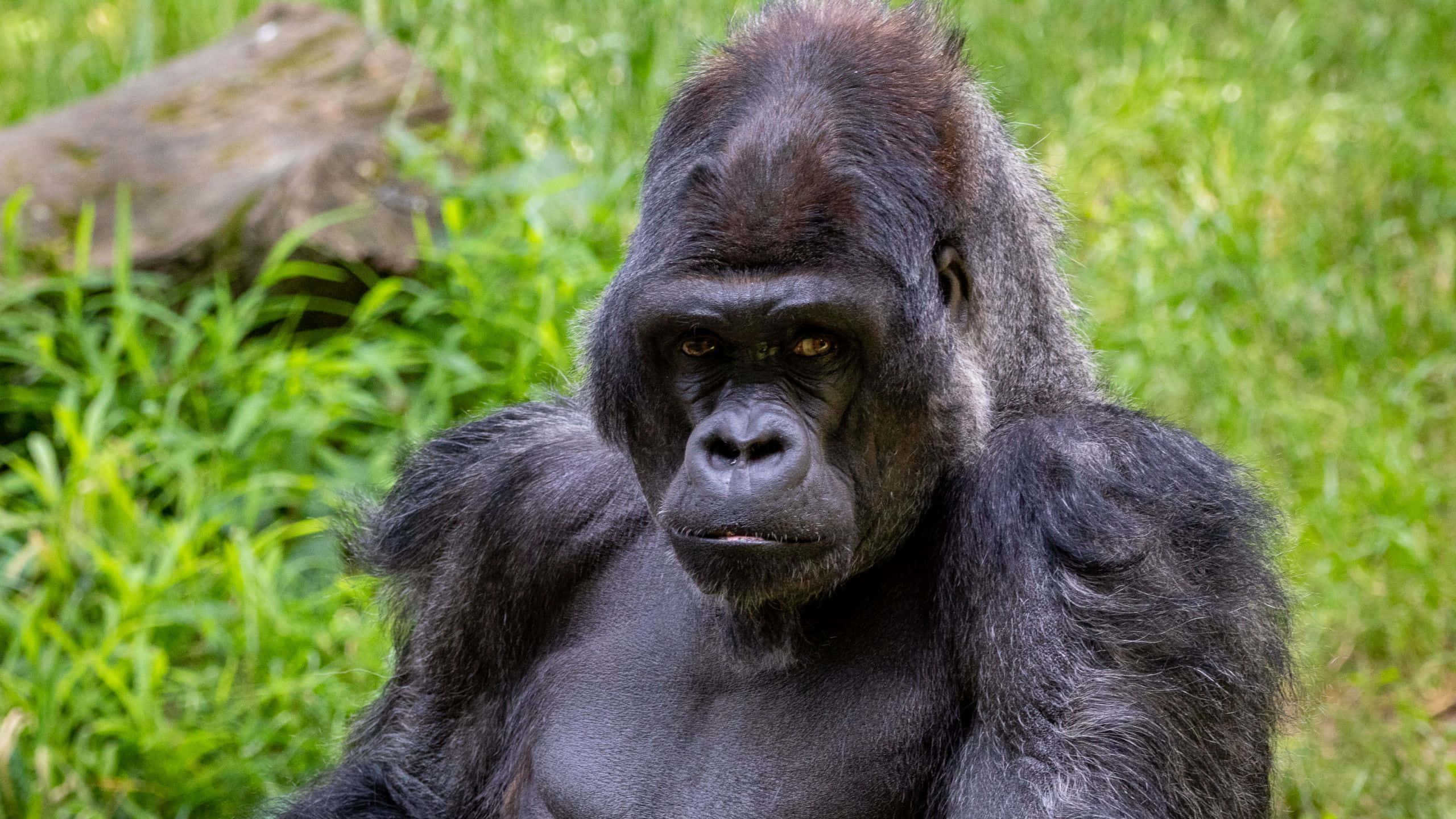 Gorilla 桌布 壁紙 — 一隻威嚴的銀背大猩猩特寫，眼神銳利，坐在茂密的綠草中。