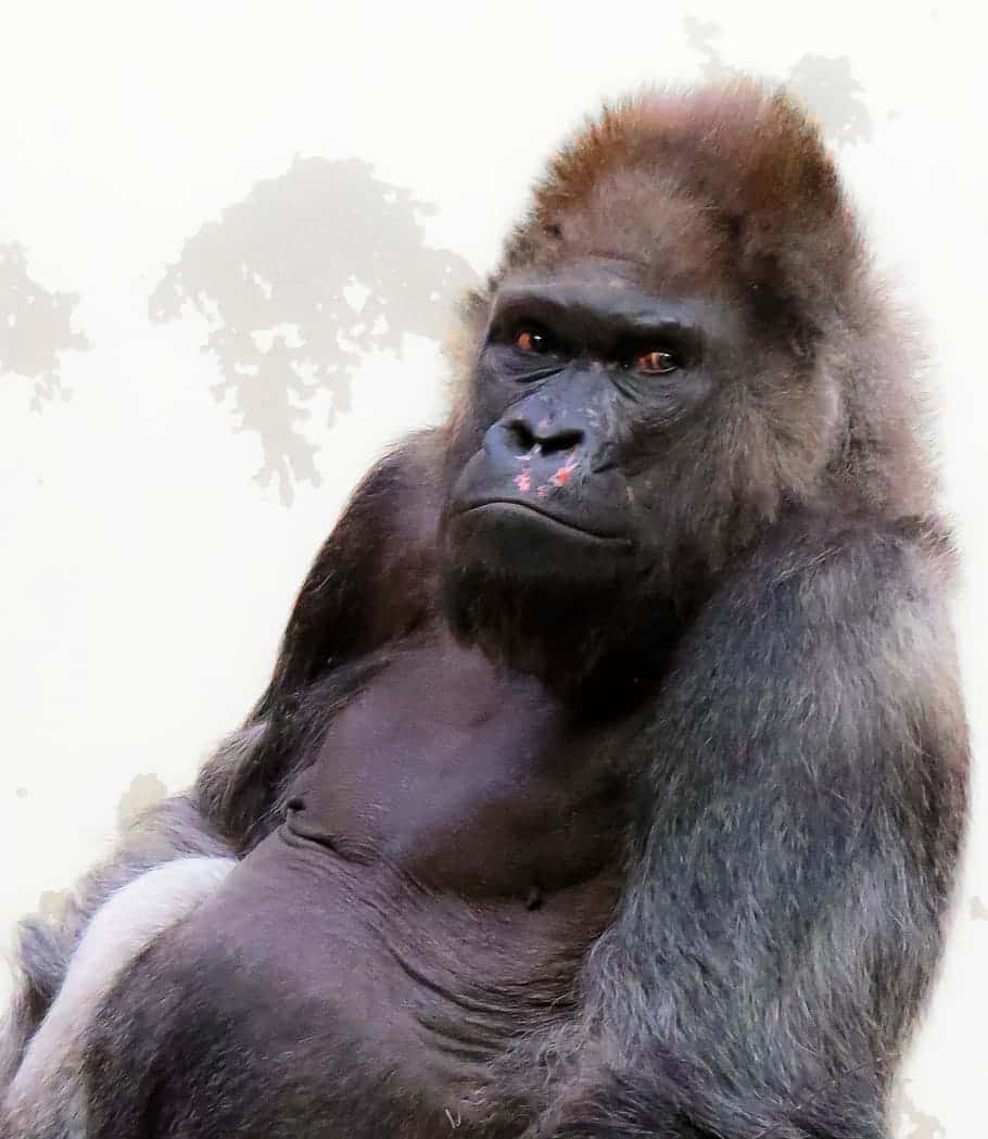 Cute Gorilla 桌布 壁紙 — 一隻威嚴的銀背大猩猩特寫，眼神銳利，毛髮質感豐富，背景柔和模糊。