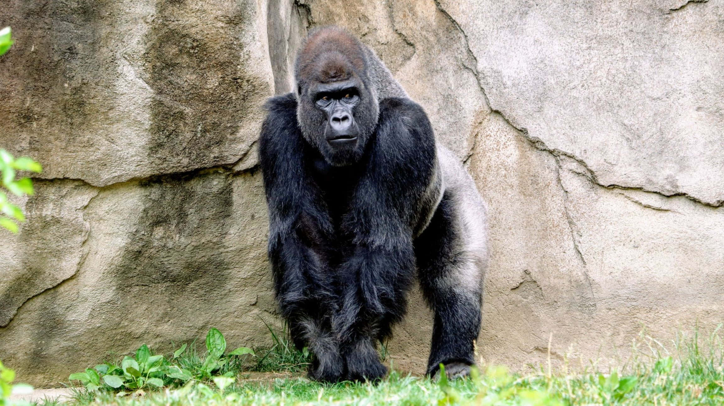 Gorilla 桌布 壁紙 — 一隻威嚴的銀背大猩猩站在草地上，面前是崎嶇的岩壁，眼神凌厲。
