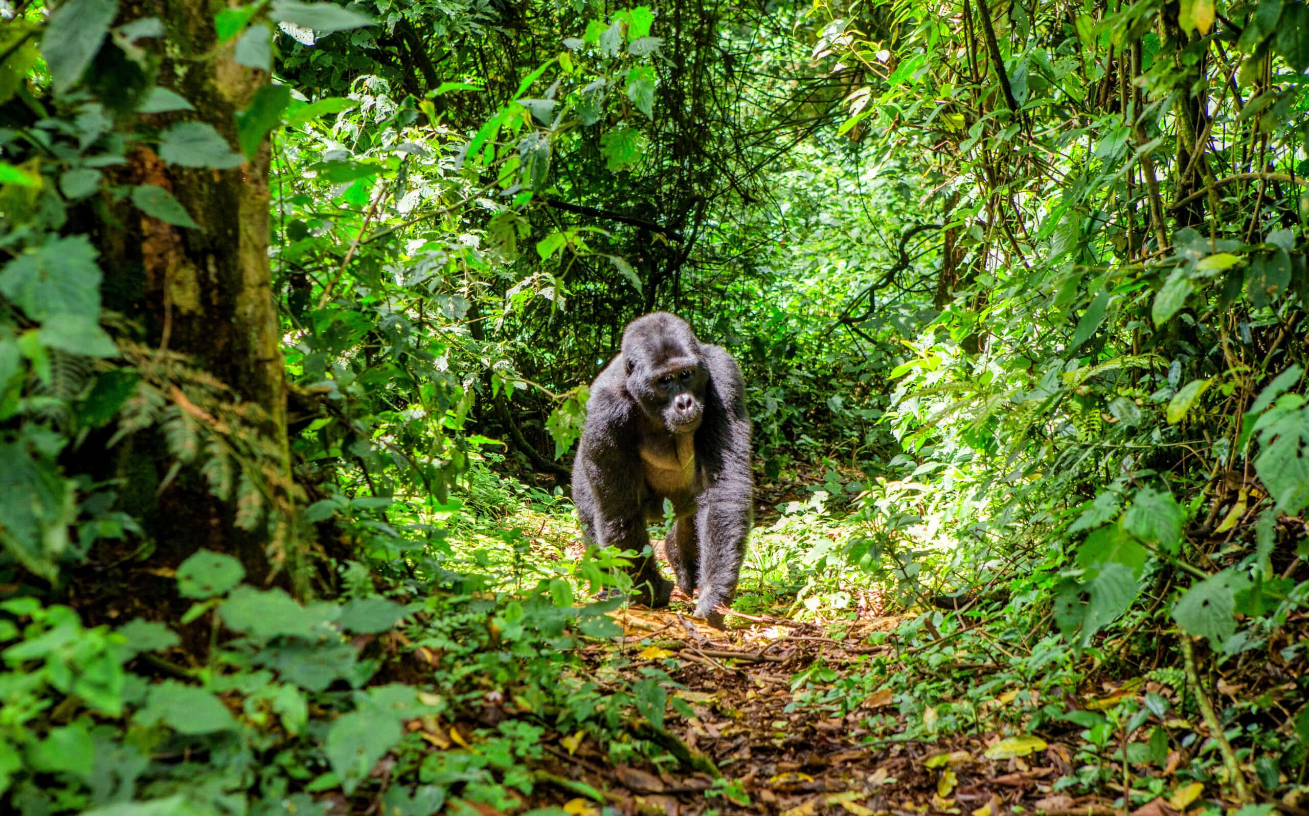 Forest Conservation 桌布 壁紙 — 一隻威嚴的銀背大猩猩自信地走在陽光普照的森林小徑上，周圍環繞著茂密的綠色樹葉。