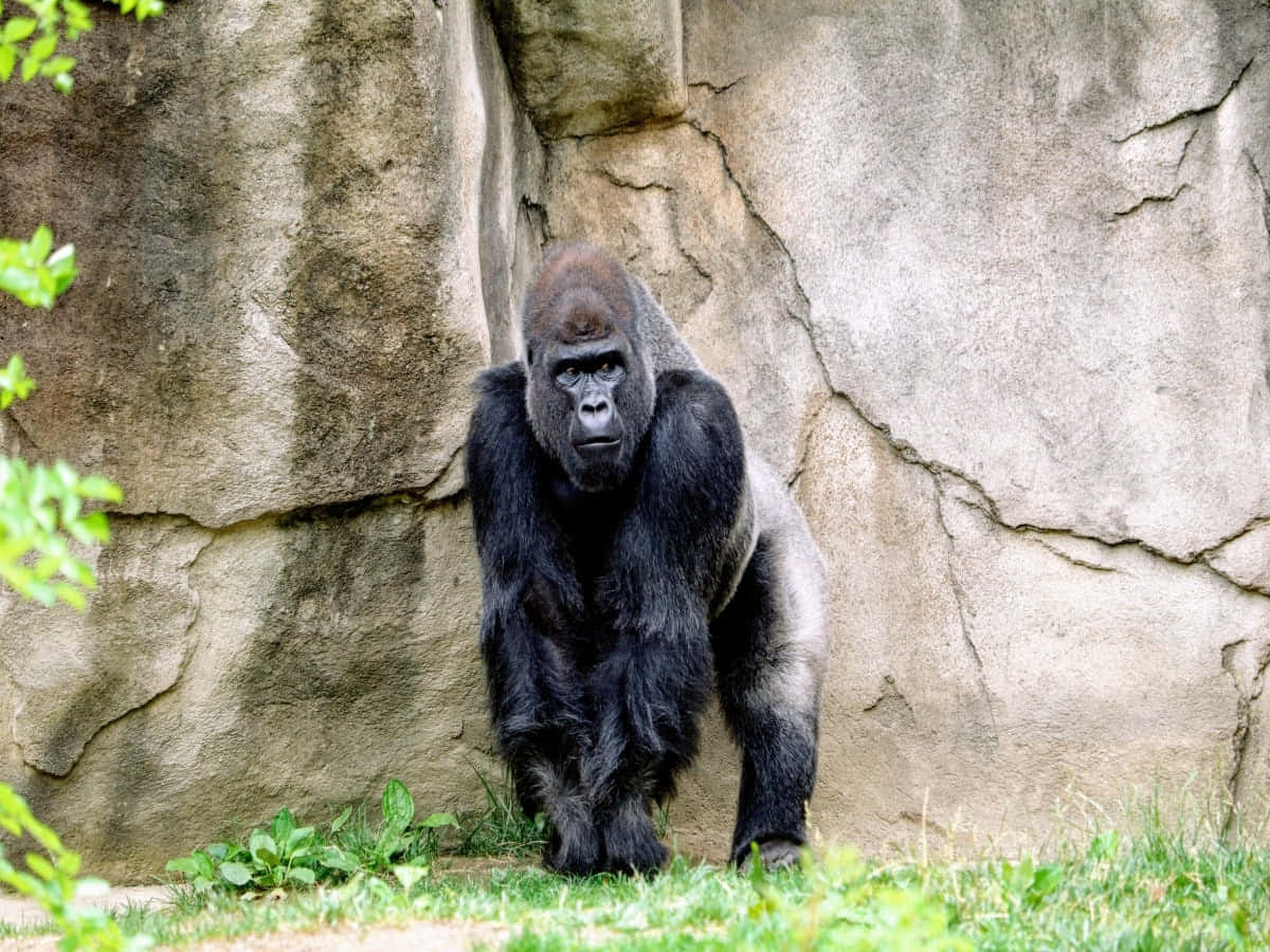 Ape 桌布 壁紙 — 一隻威嚴的銀背大猩猩高聳站立在崎嶇的岩壁前，綠色樹葉框住整個場景。