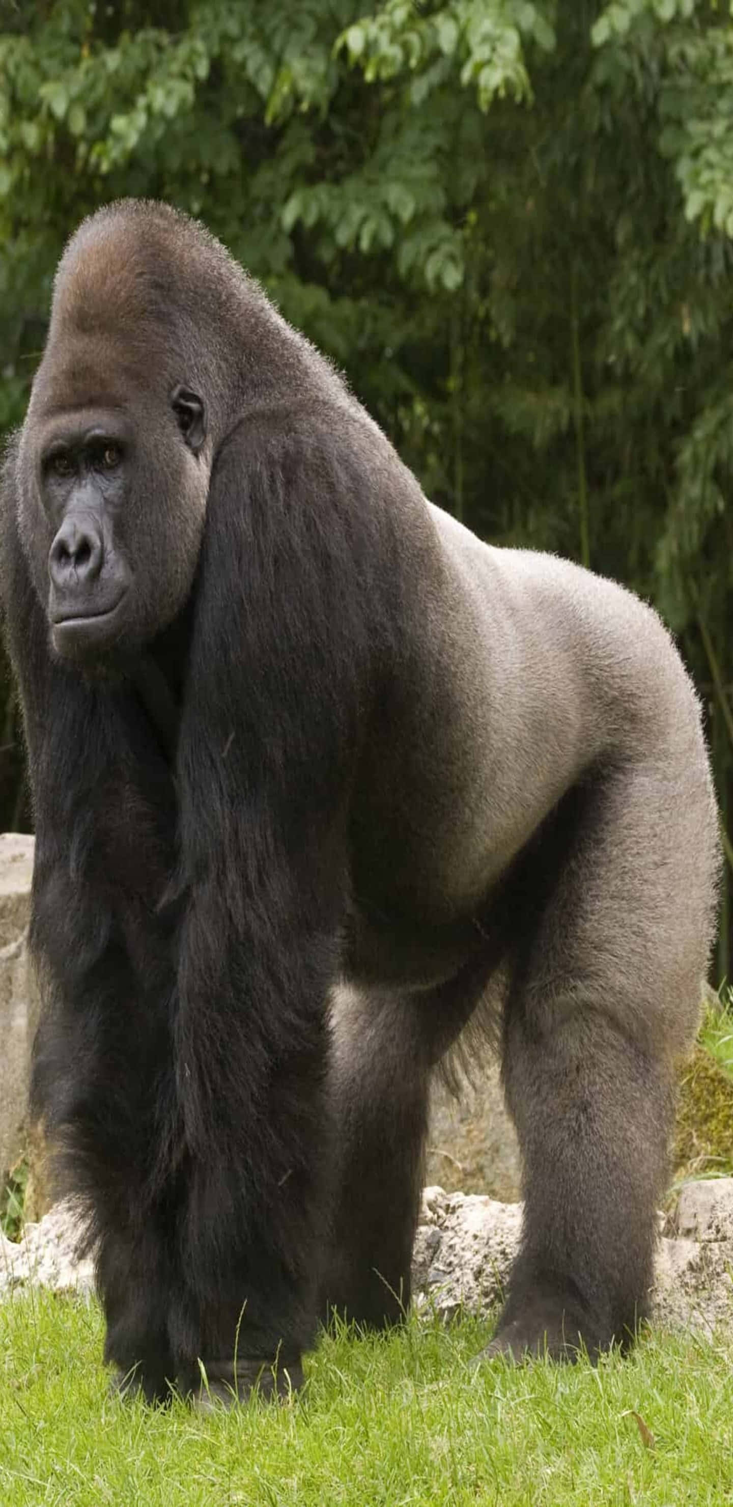 Pixel 3xl Gorilla 桌布 壁紙 — 一隻威嚴的銀背大猩猩高聳站立在草地地形上，背後是茂密的綠色樹葉。