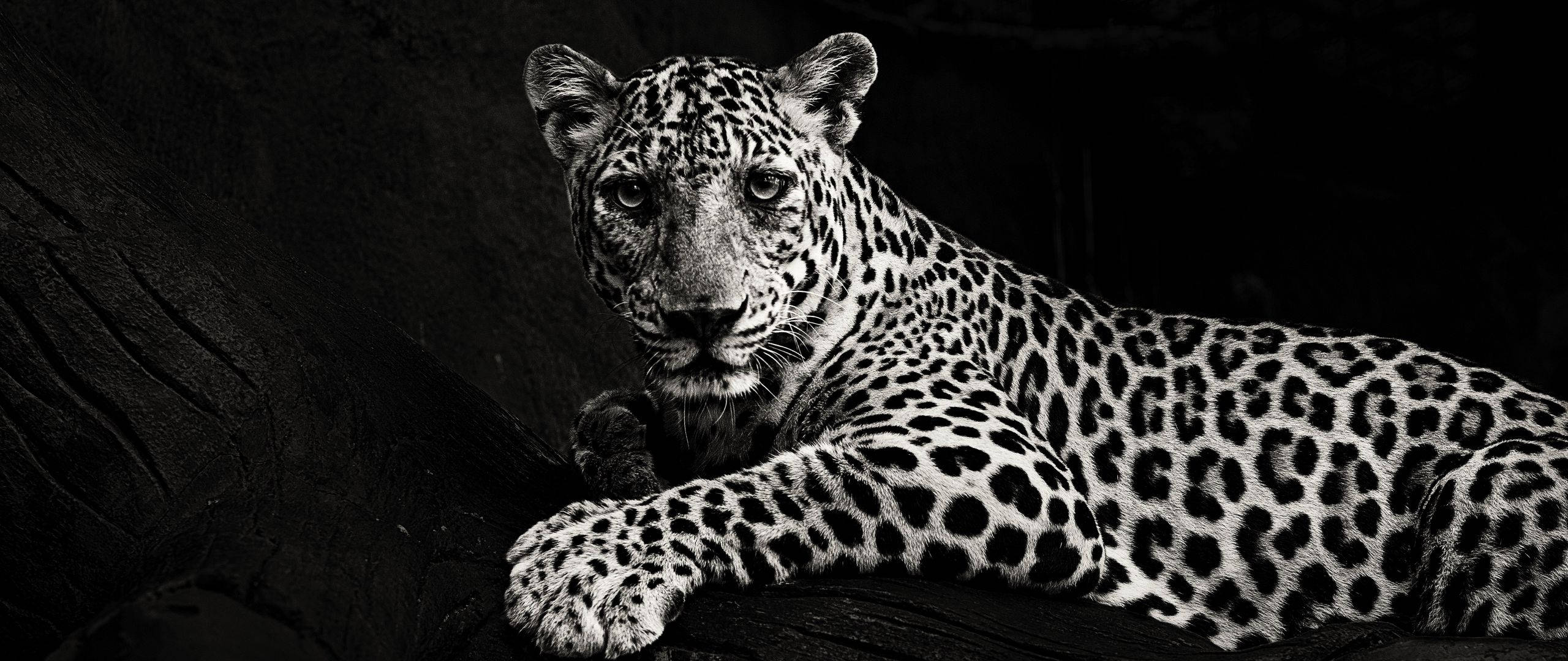 Jaguar 桌布 壁紙 — 一隻威嚴的黑白豹在深色紋理表面上警覺地休息，目光強烈。