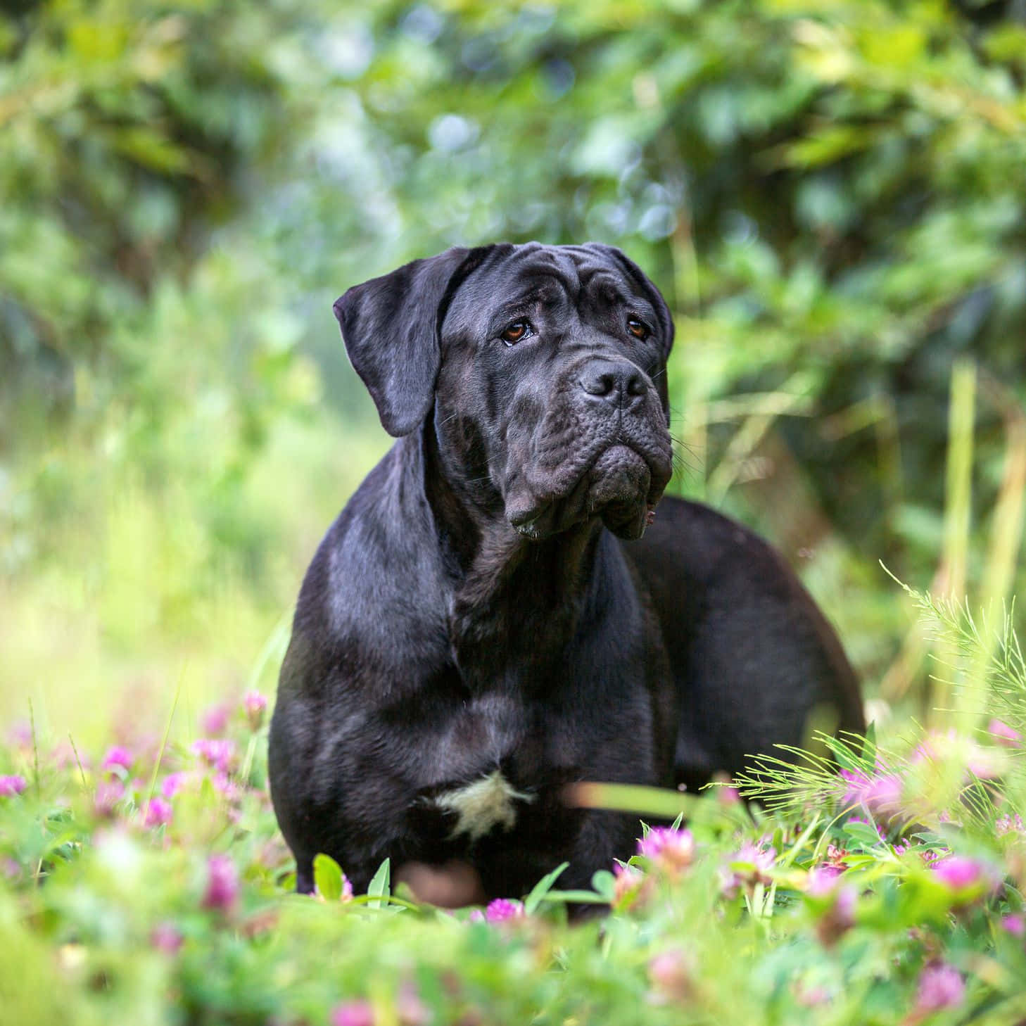 卡斯羅犬 桌布 壁紙 — 一隻威嚴的黑色 cane corso 在陽光明媚的綠色草地和粉紅色三葉草花田中平靜地休息。
