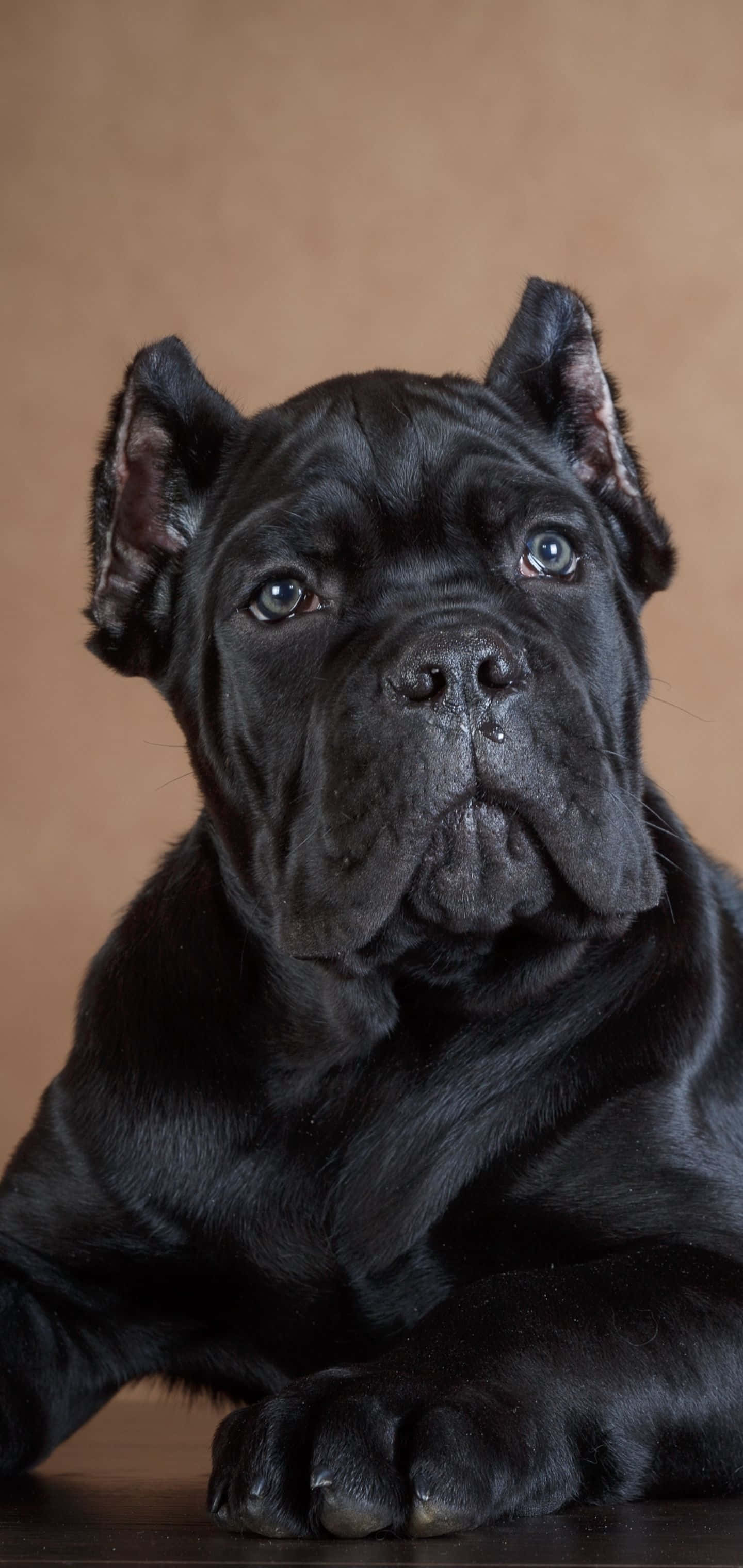 卡斯羅犬 桌布 壁紙 — 一隻威嚴的黑色卡斯羅幼犬，擁有引人注目的藍色眼睛，在溫暖的棕色背景下專注地凝視。