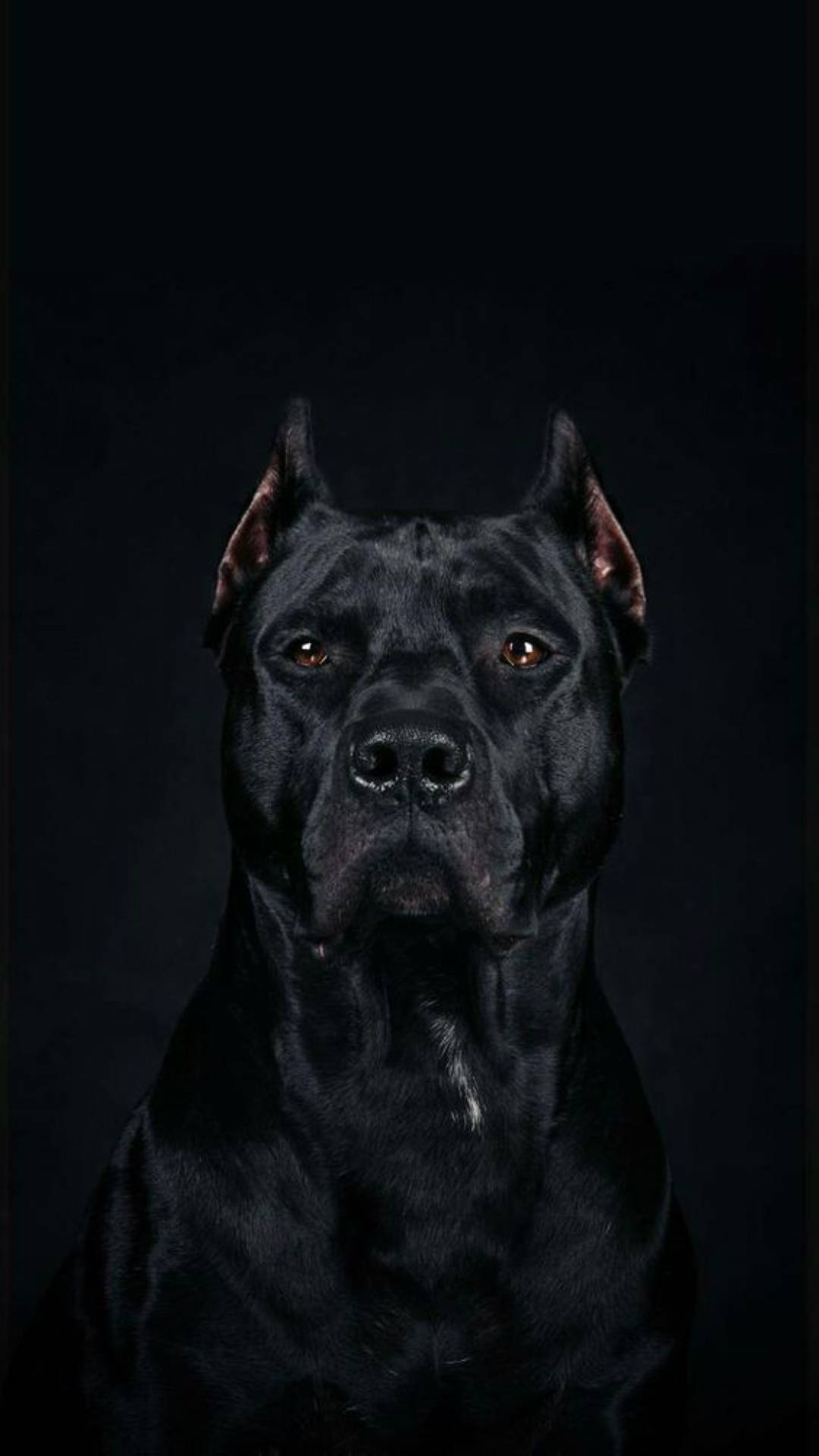 卡斯羅犬 桌布 壁紙 — 一隻威嚴的黑色卡斯羅犬，在純黑背景下，用發光的琥珀色眼睛凝視著。